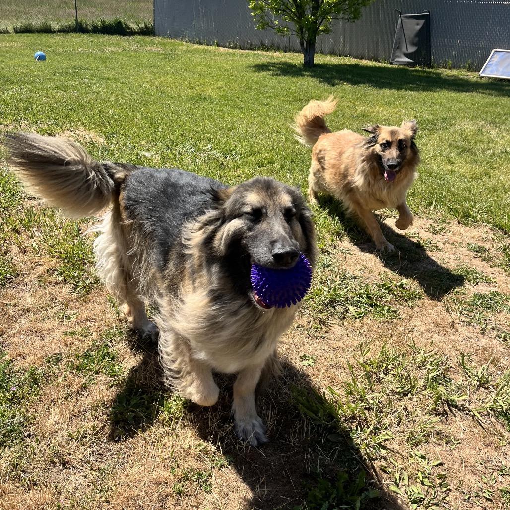 Enlarge Gideon, a Adoptable mixed breed in Spokane, WA image 2/6