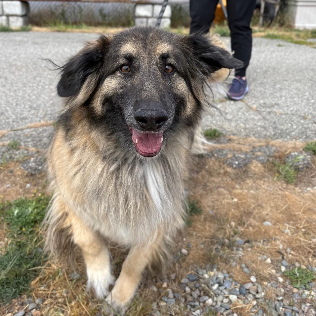 Enlarge Gideon, a Adoptable mixed breed in Spokane, WA image 5/6