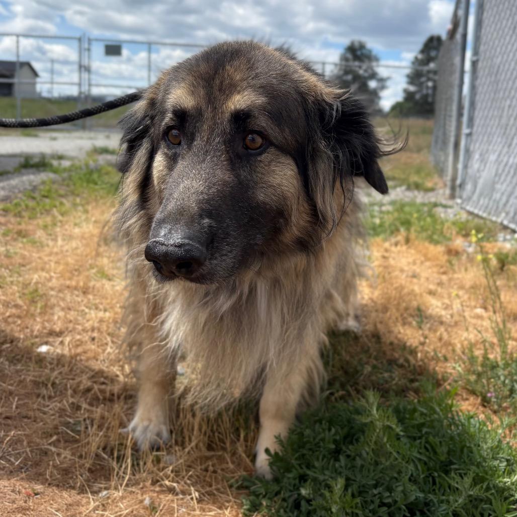 Enlarge Gideon, a Adoptable mixed breed in Spokane, WA image 6/6