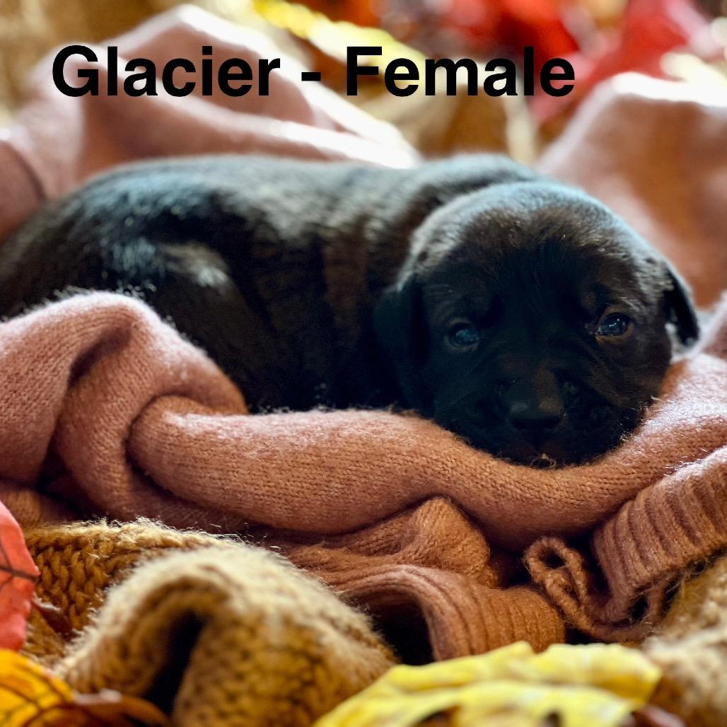 Enlarge Glacier, a Adoptable German Shepherd Dog in Aberdeen, NC image 2/3