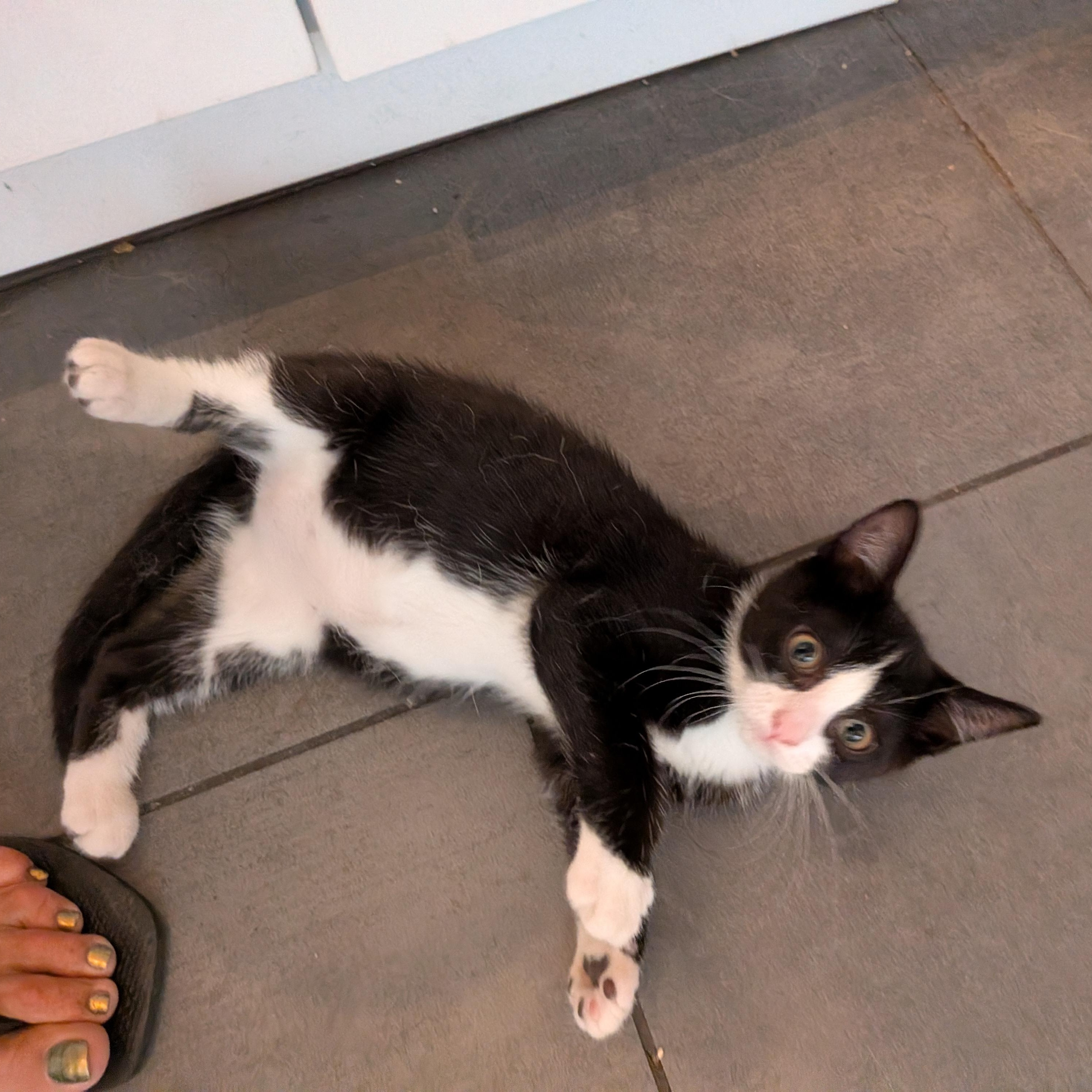 Anais, an adoptable Domestic Short Hair in Montreal, QC image 3/6