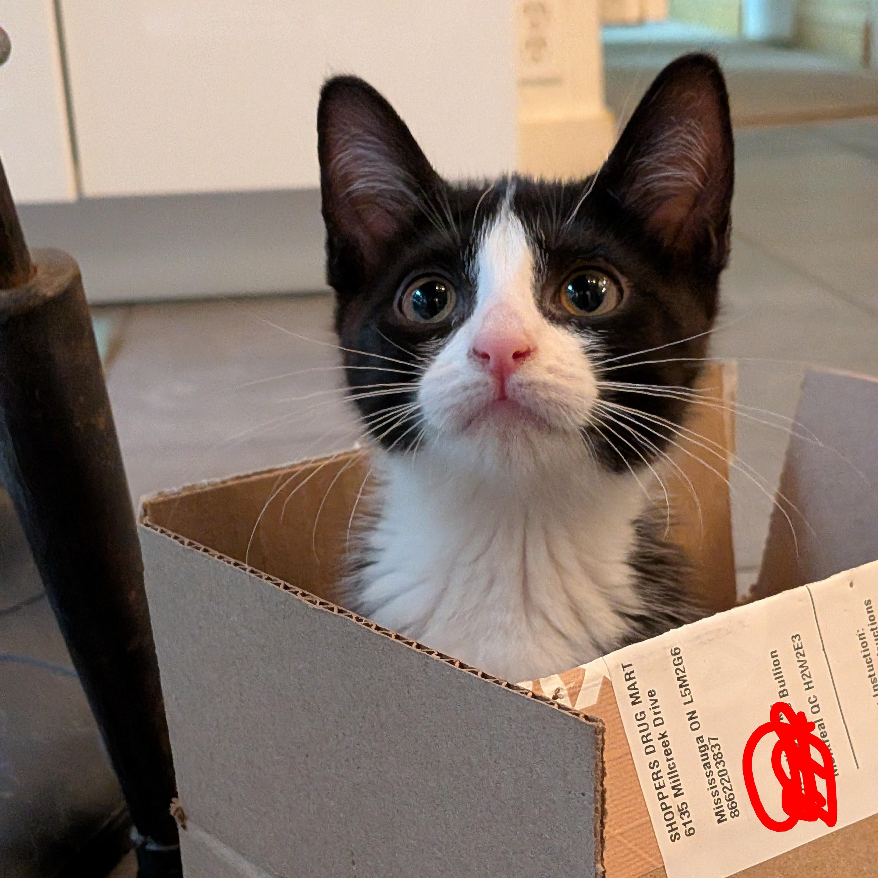 Anais, an adoptable Domestic Short Hair in Montreal, QC image 5/6