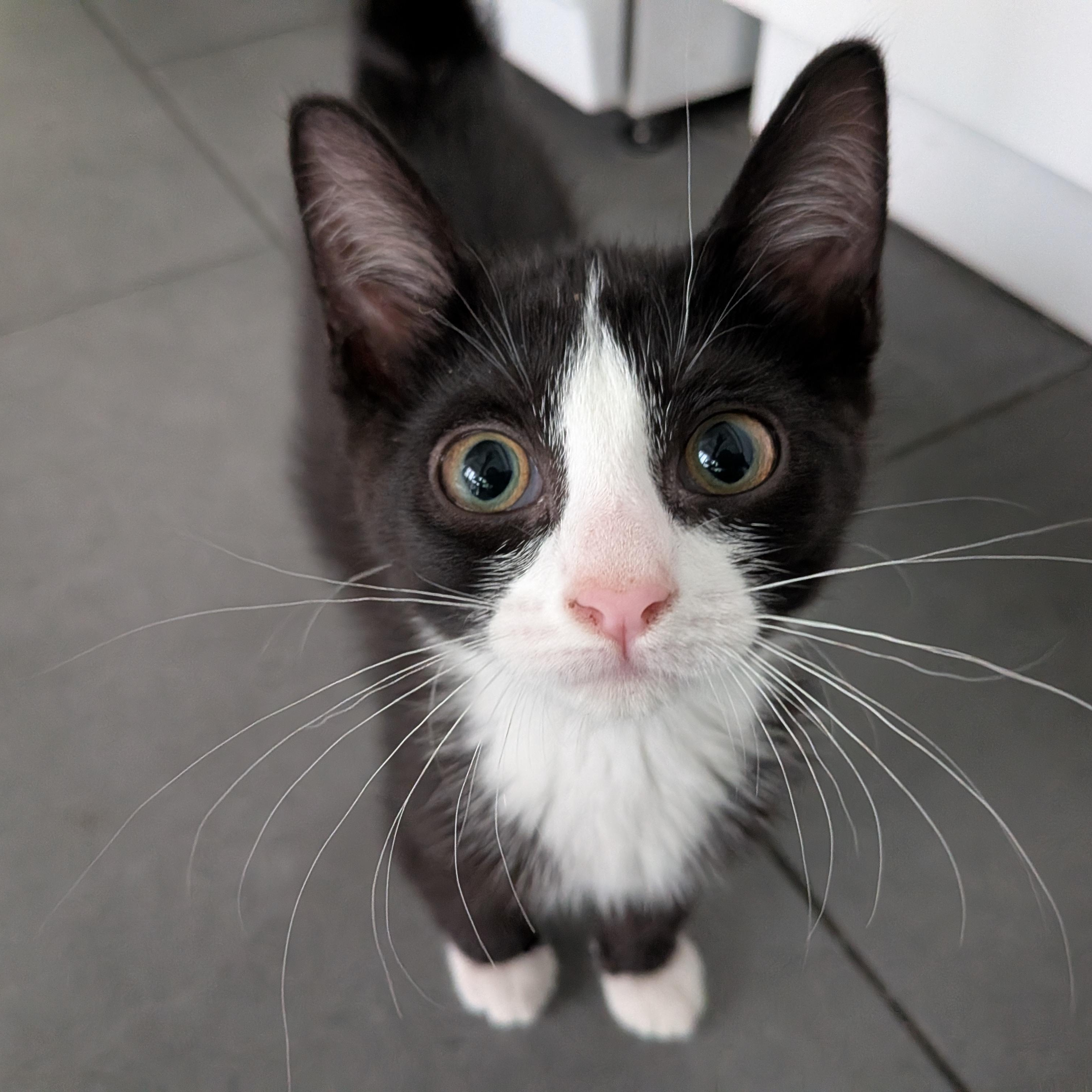 Anais, an adoptable Domestic Short Hair in Montreal, QC image 1/6