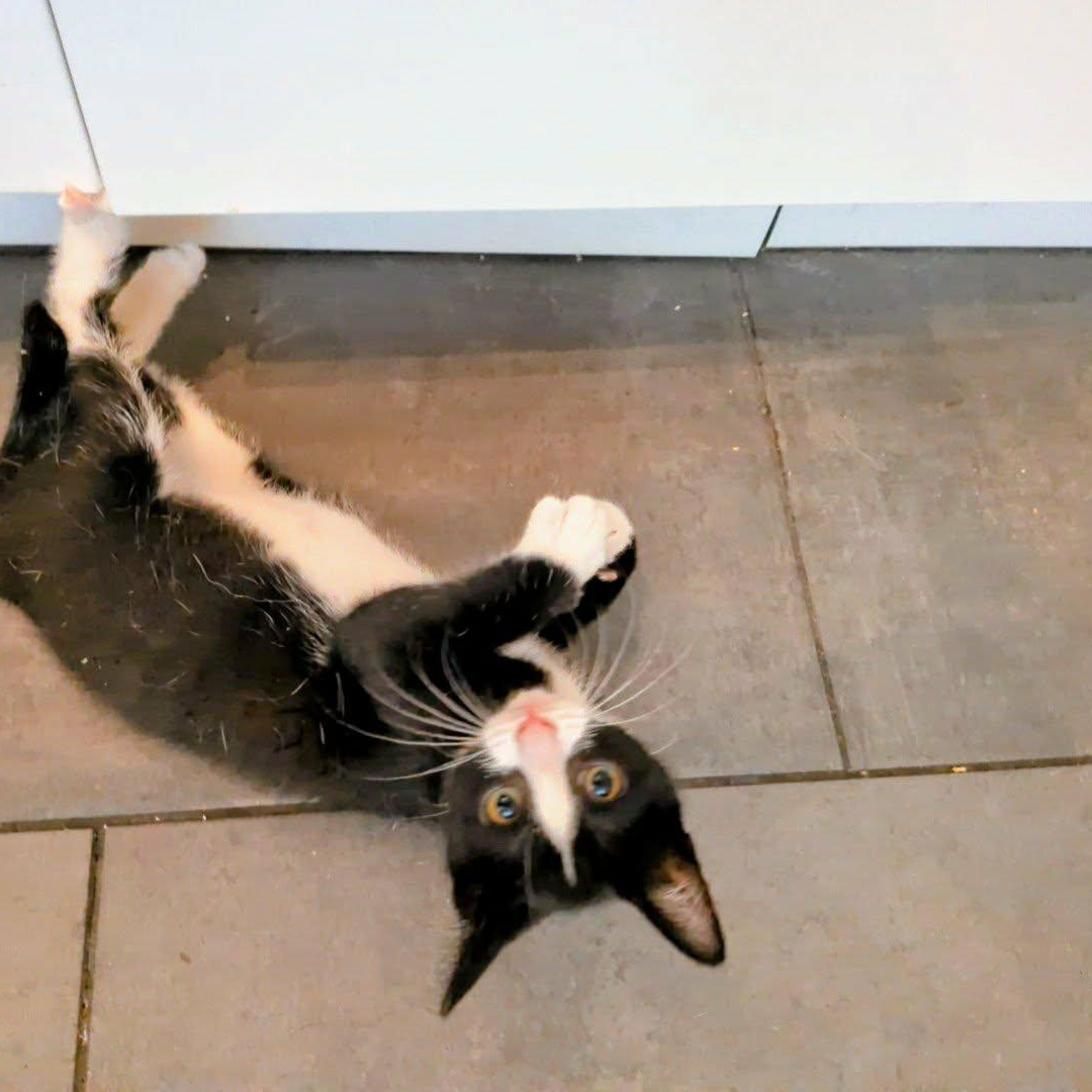 Anais, an adoptable Domestic Short Hair in Montreal, QC image 4/6
