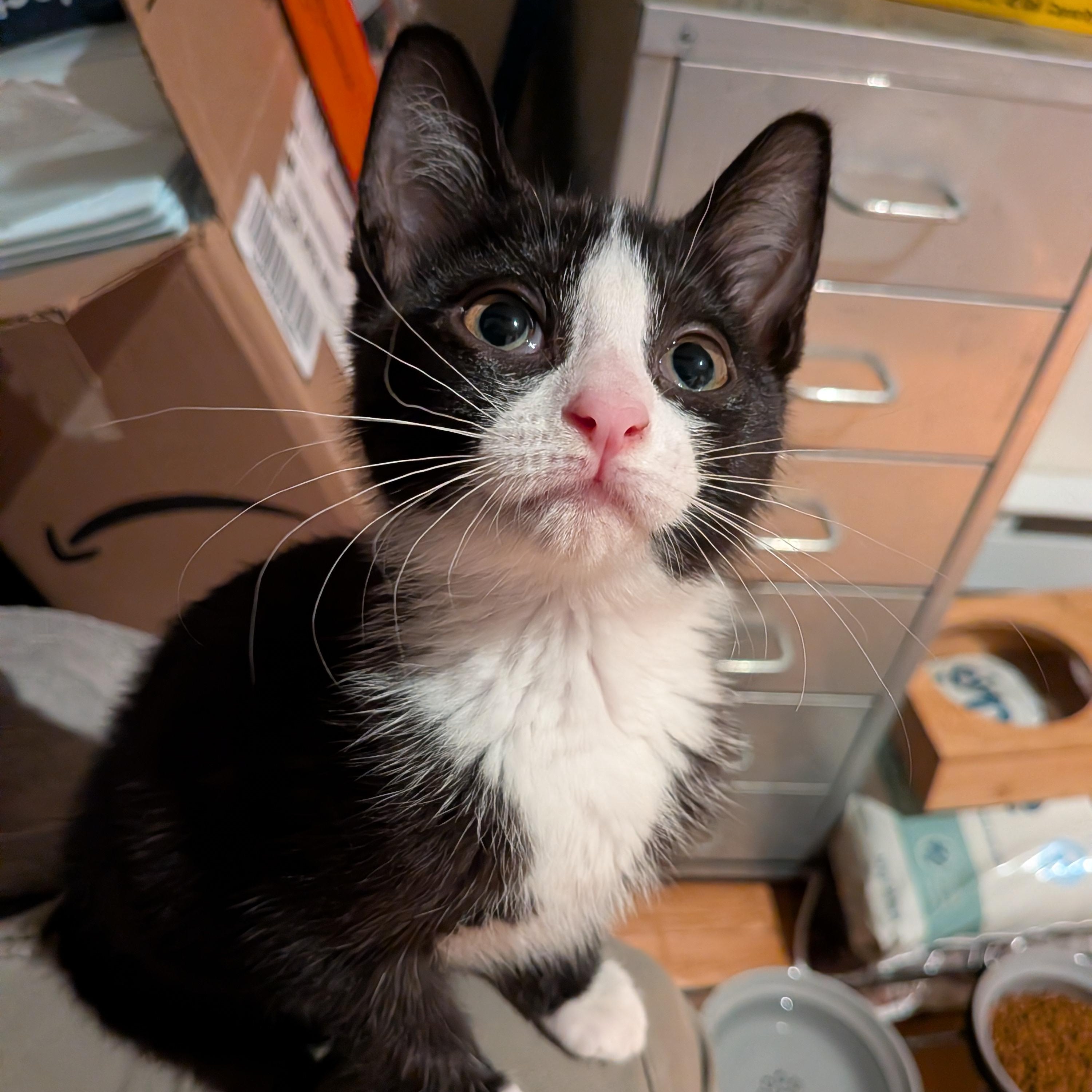 Anais, an adoptable Domestic Short Hair in Montreal, QC image 2/6