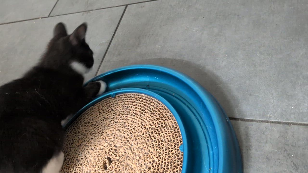 Enlarge Anais, an adoptable Domestic Short Hair in Montreal, QC video 6/6