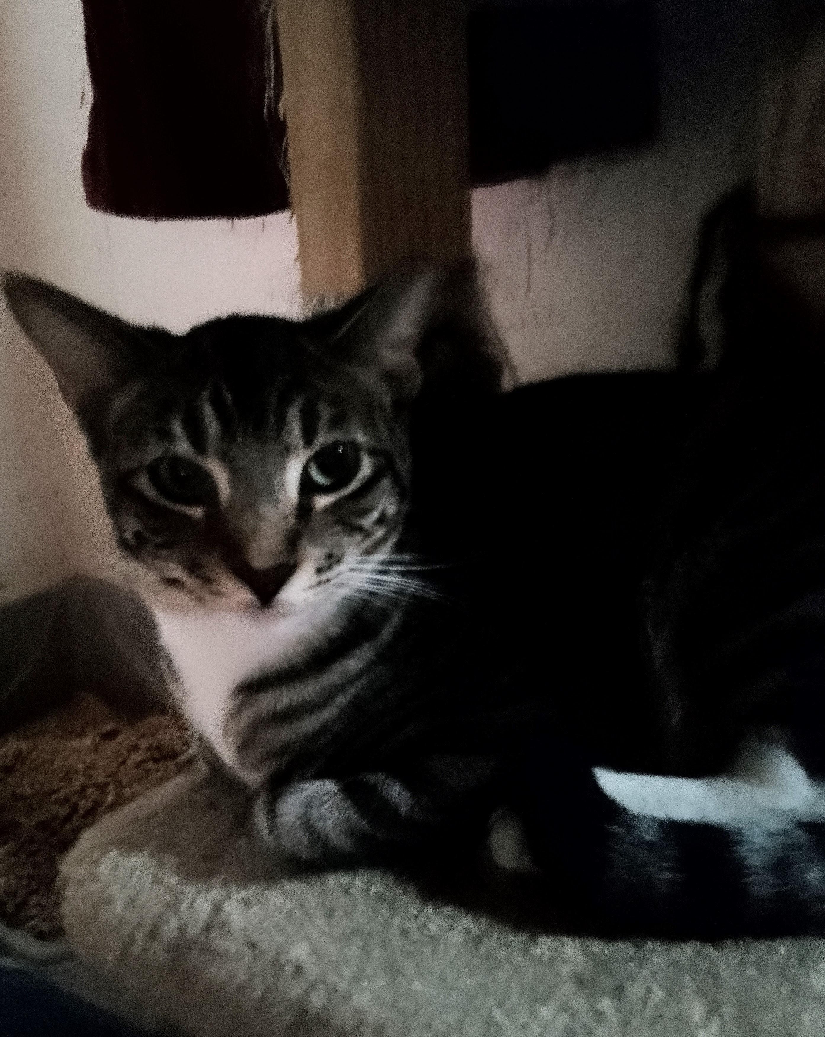 Joey, ADOPTABLE, Young Male Domestic Short Hair.