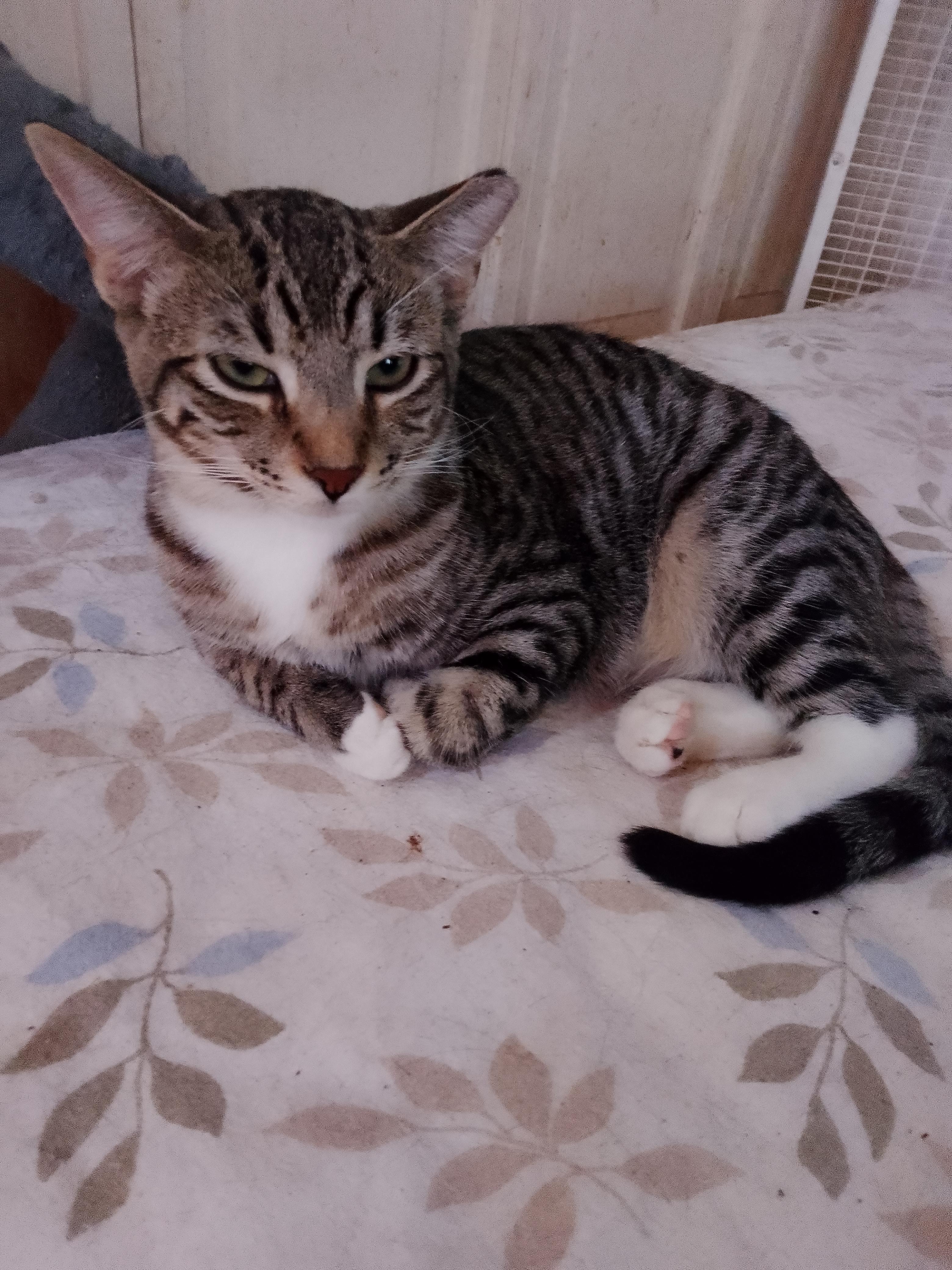 Joey, a ADOPTABLE Domestic Short Hair in Woodland, CA image 2/2