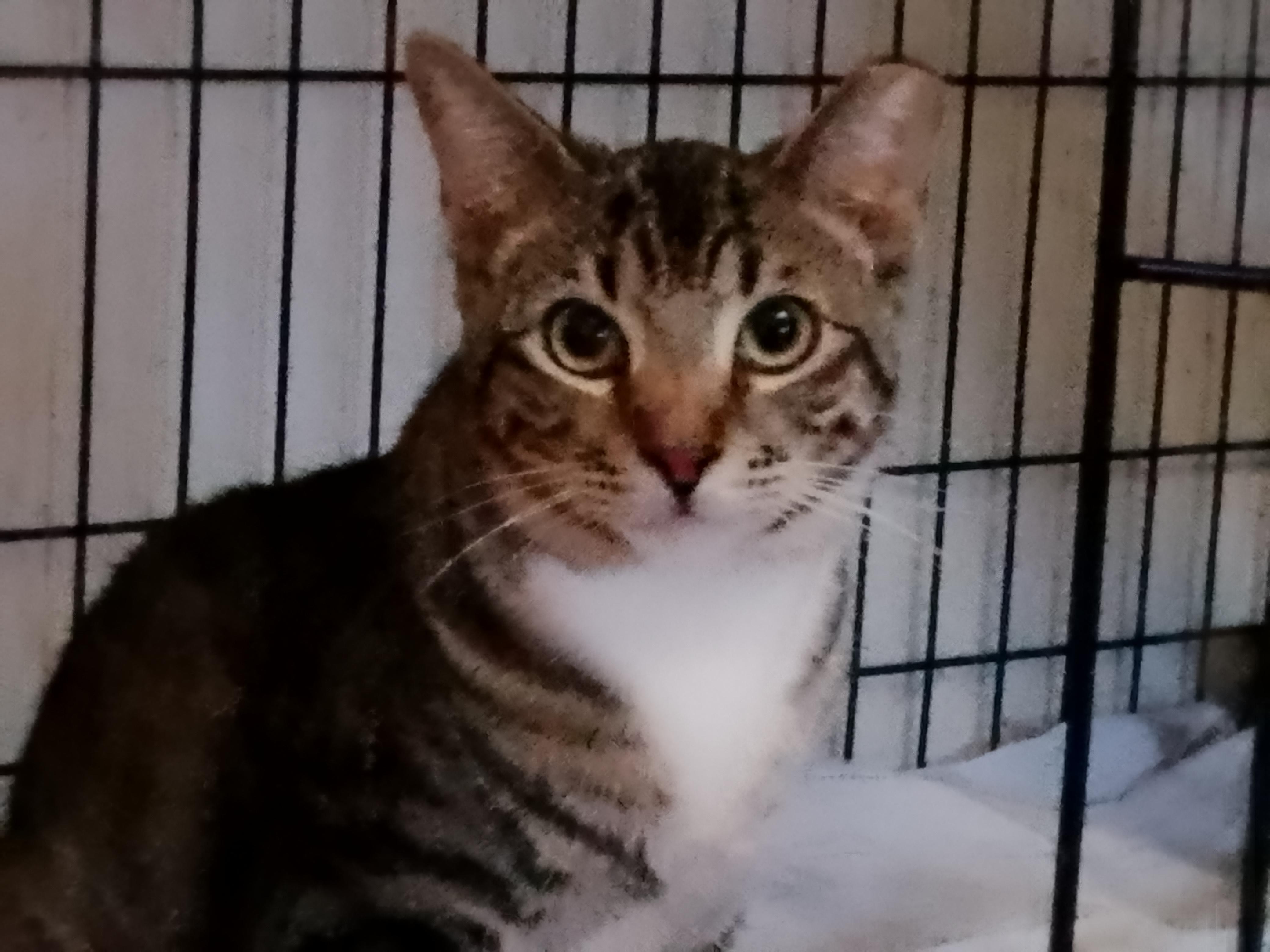 Enlarge Joey, a ADOPTABLE Domestic Short Hair in Woodland, CA image 3/3