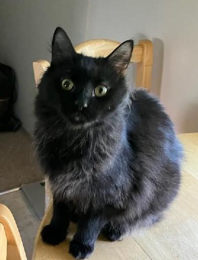 Terry Miller Whitt (Playful kitty - courtesy post!), Adoptable, Young Male Domestic Short Hair.