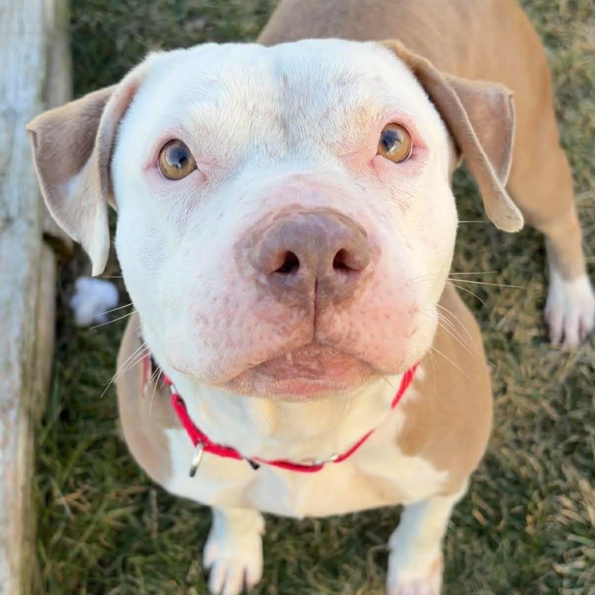 Diamond, ADOPTABLE, Adult Female Staffordshire Bull Terrier.