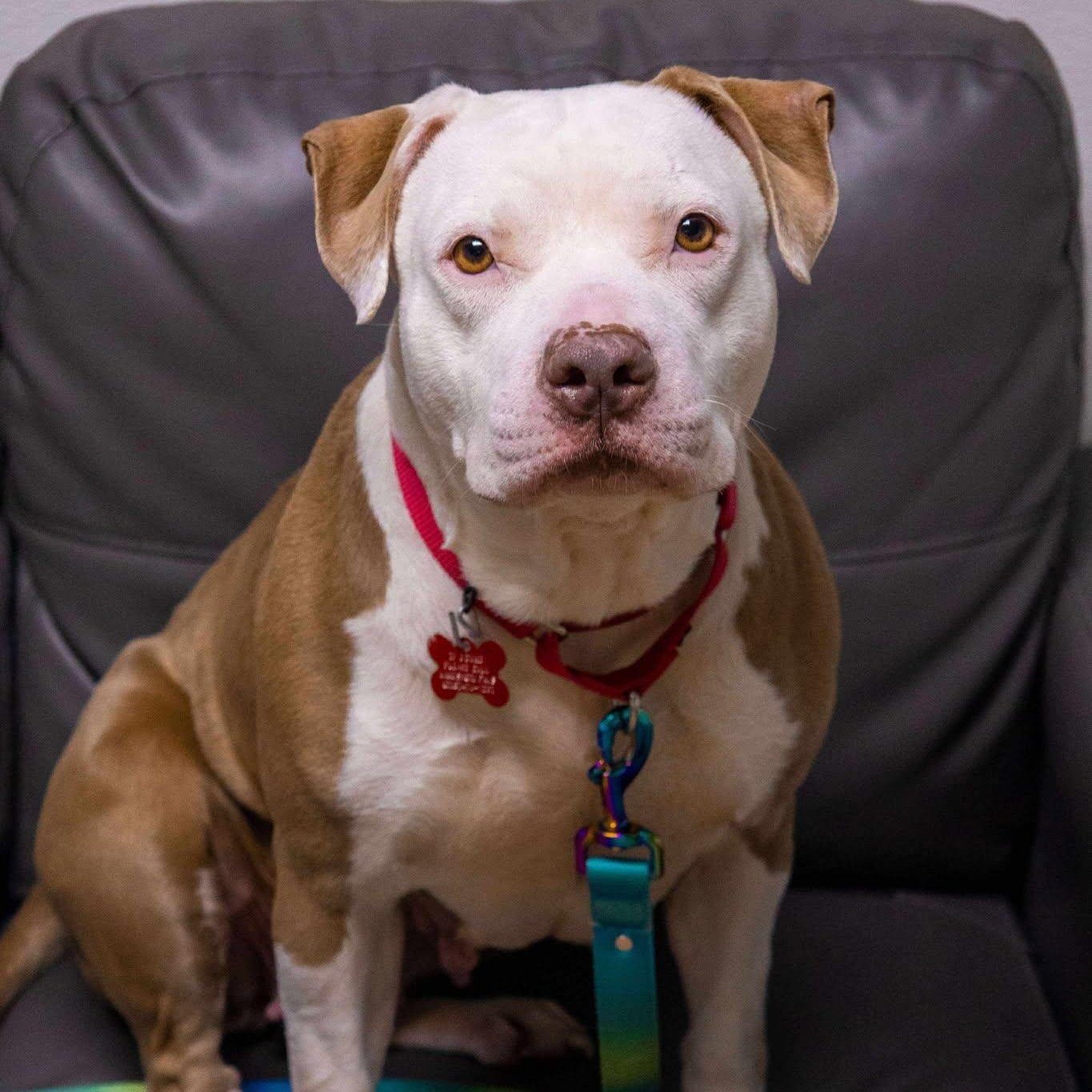 Enlarge Diamond, a ADOPTABLE Staffordshire Bull Terrier in Valparaiso, IN image 4/4
