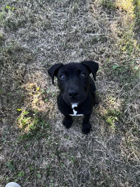 Enlarge Cheez-it, a Adopted mixed breed in McPherson, KS image 1/4