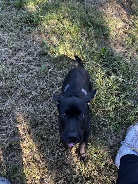 Enlarge Cheez-it, a Adopted mixed breed in McPherson, KS image 2/4