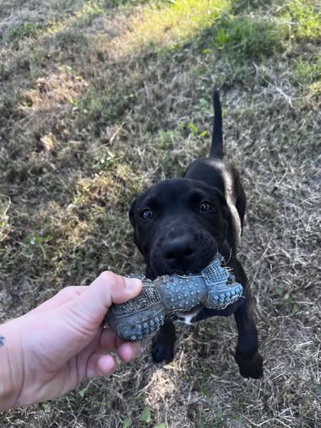 Enlarge Cheez-it, a Adopted mixed breed in McPherson, KS image 3/4