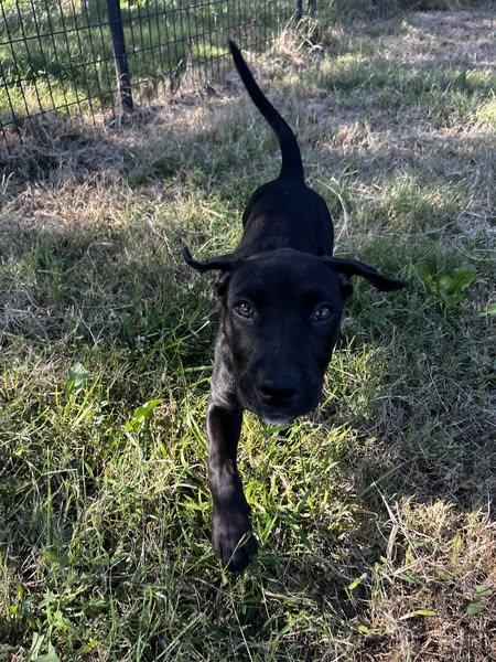 Enlarge Cheez-it, a Adopted mixed breed in McPherson, KS image 4/4