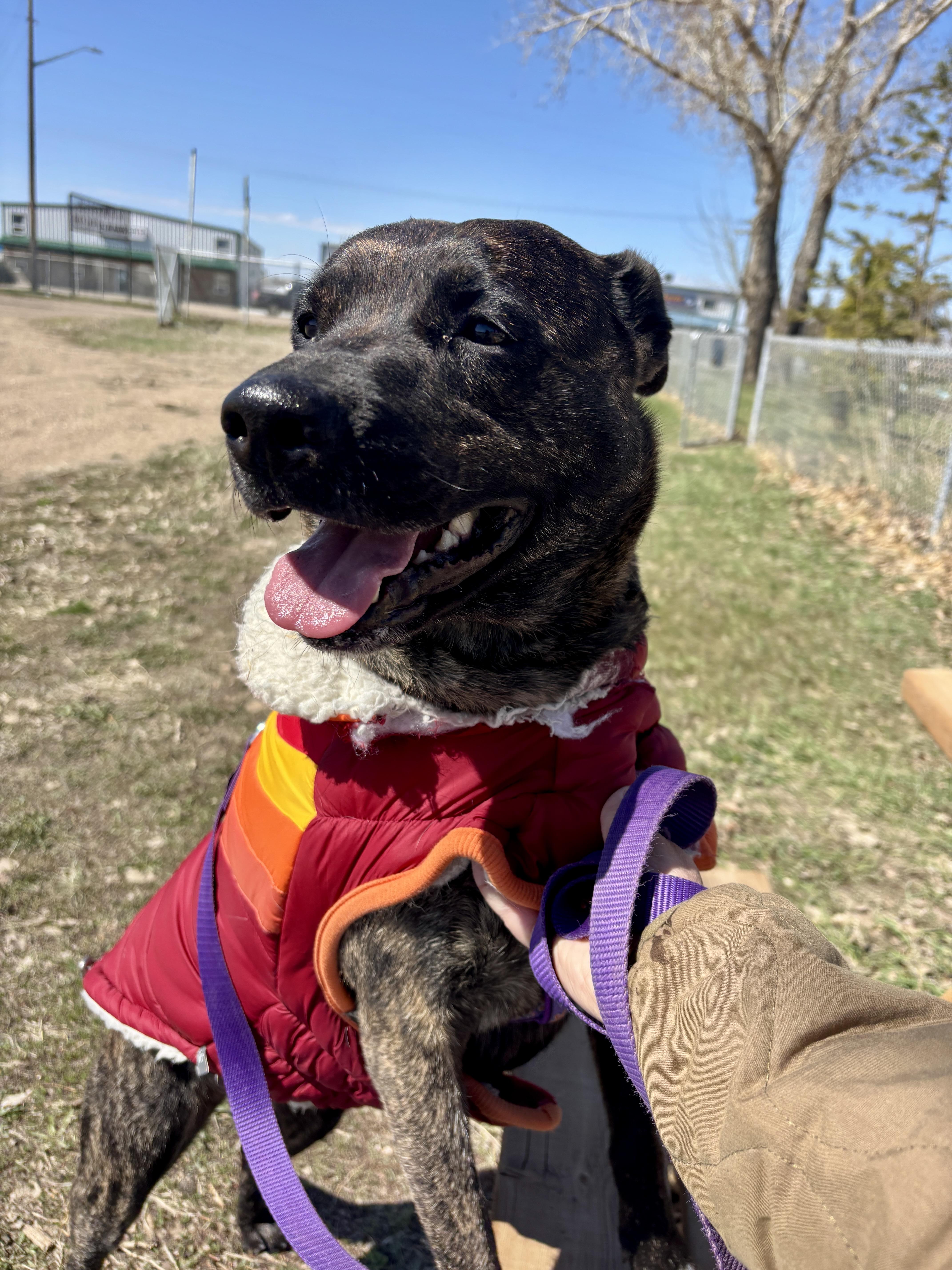 Enlarge Bec, a Adoptable mixed breed in Brooks, AB image 2/3