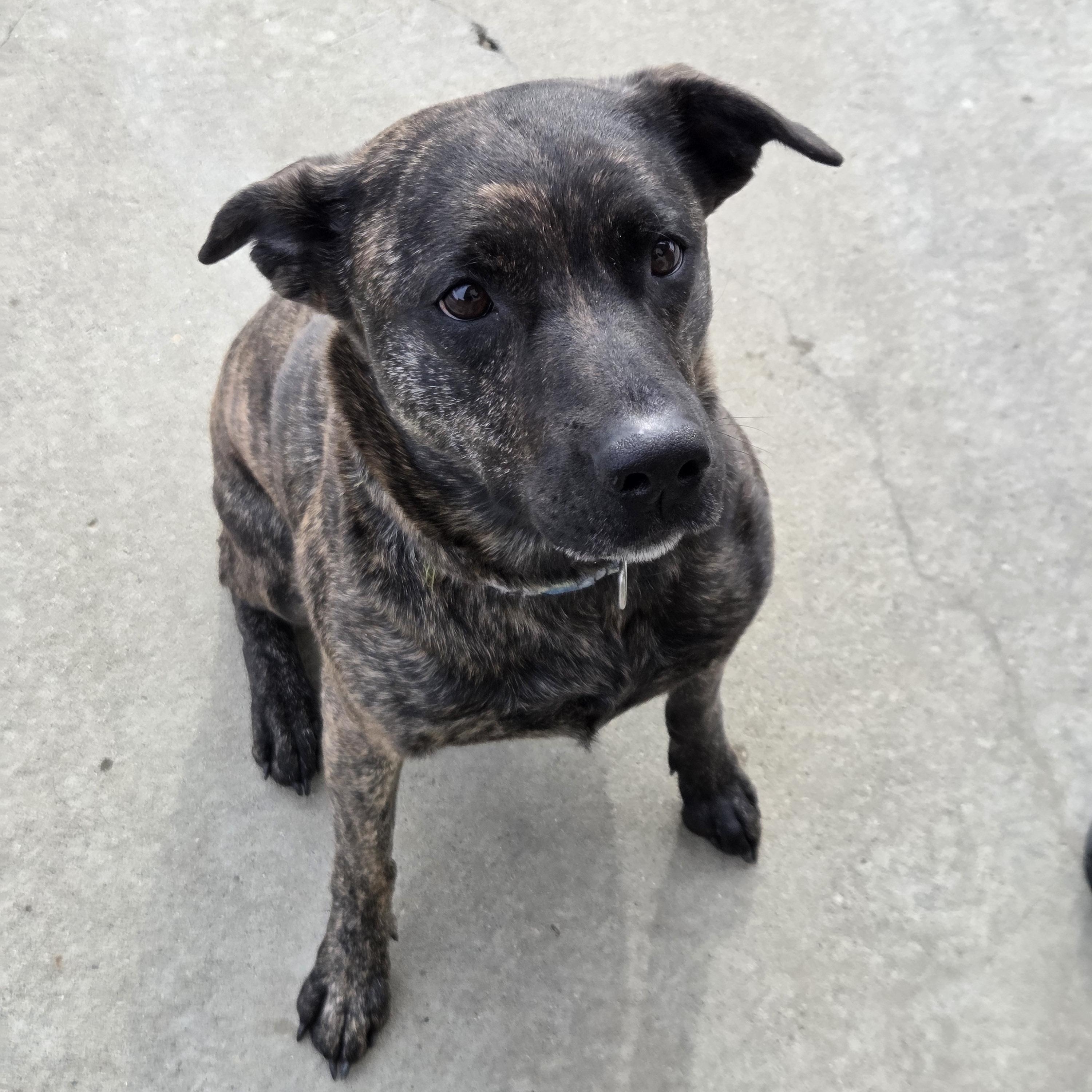 Bec, Adoptable, Young Female Pit Bull Terrier & Labrador Retriever.