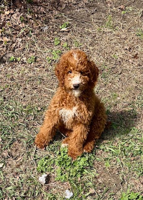 Enlarge Tater, a ADOPTABLE Miniature Poodle in Port Elizabeth, NJ image 1/1