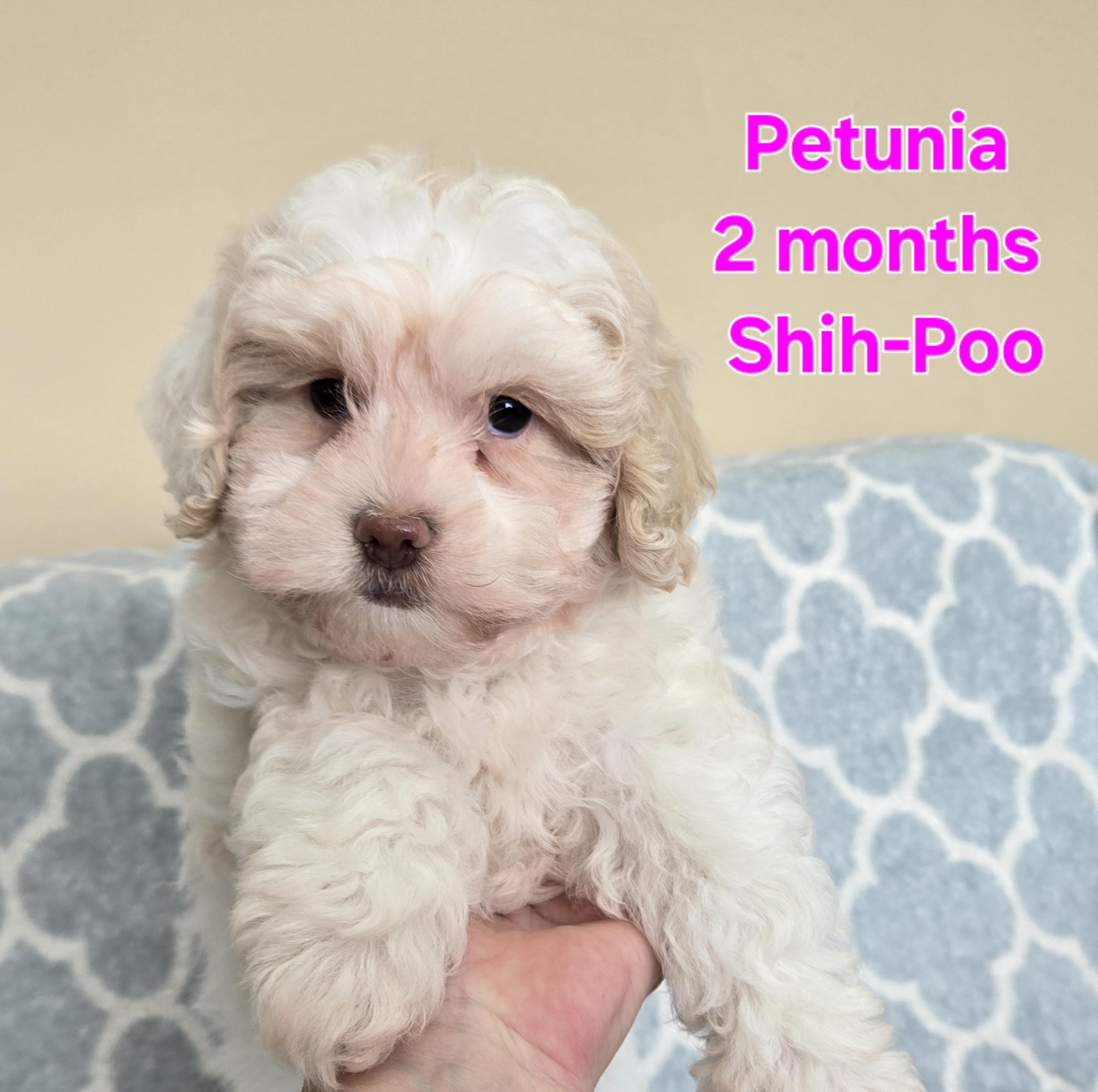 Petunia