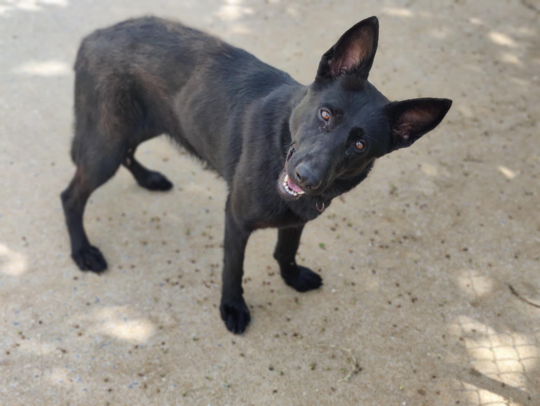 Kali, Adult Female unknown