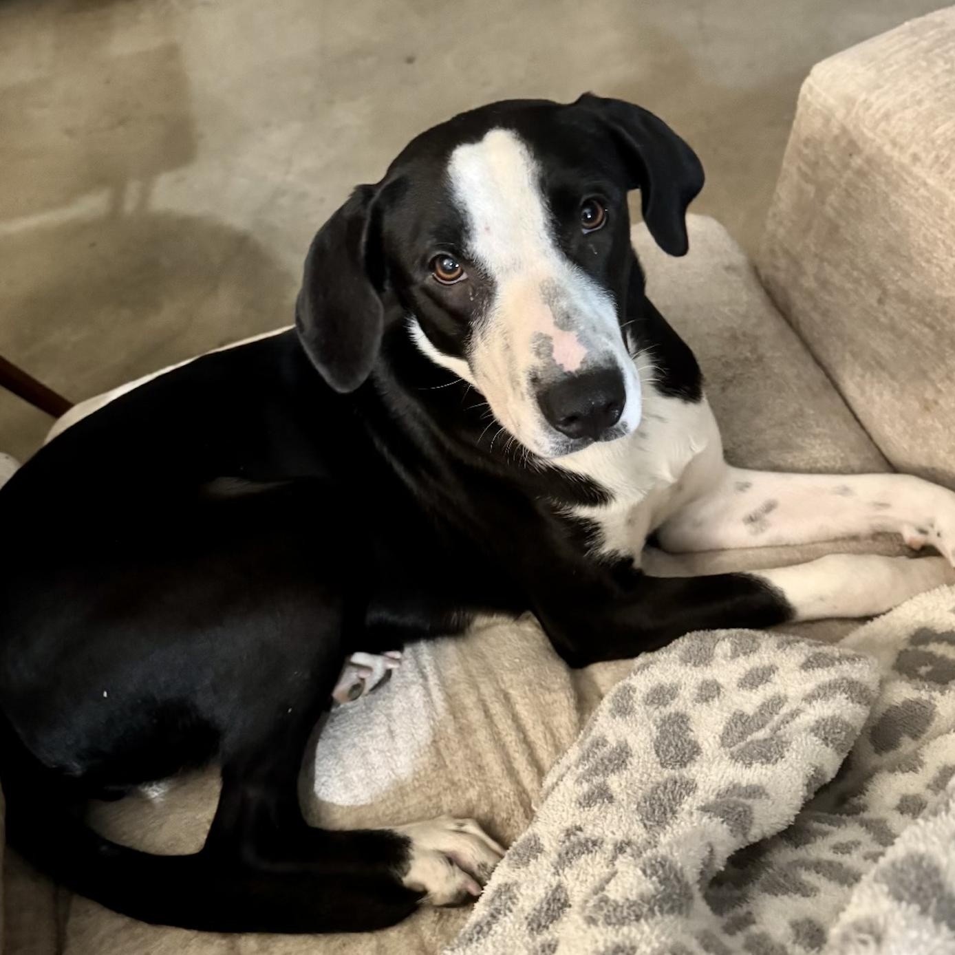 Photo of Young Female Border Collie Black, White / Cream