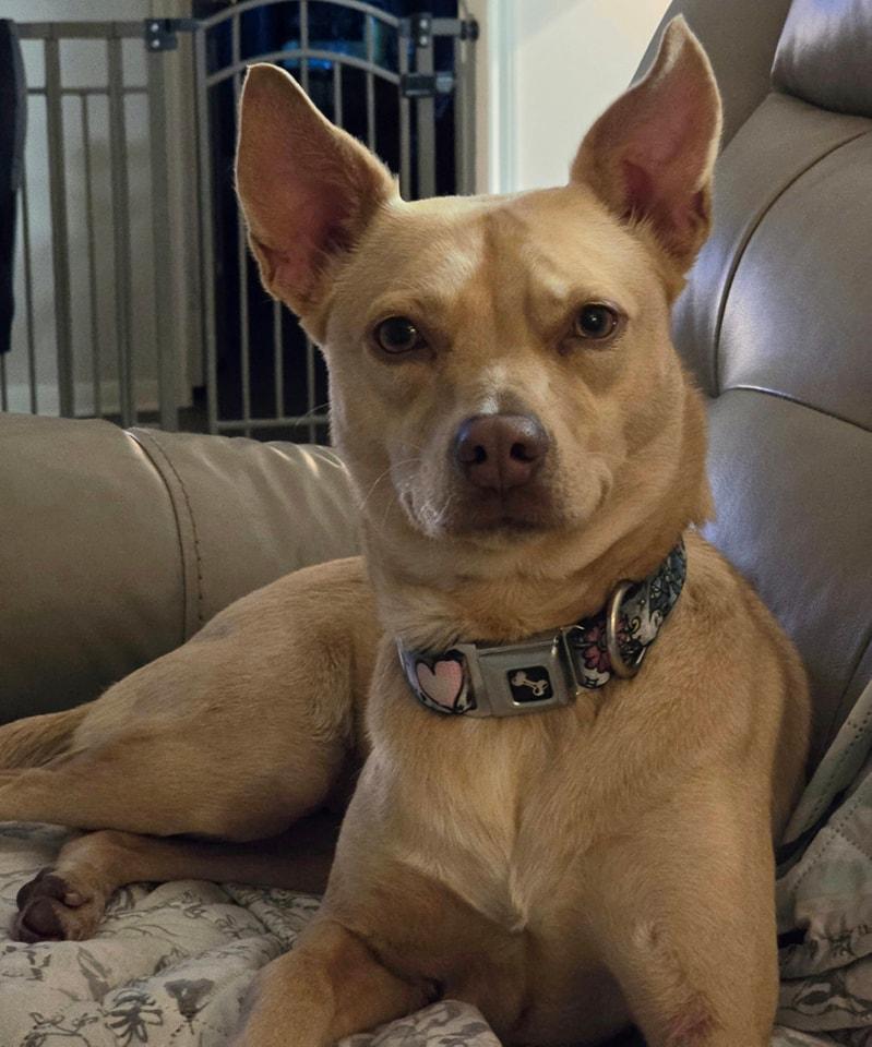 Enlarge Lizotte WV13110-T, a Adoptable mixed breed in Woodinville, WA image 3/6