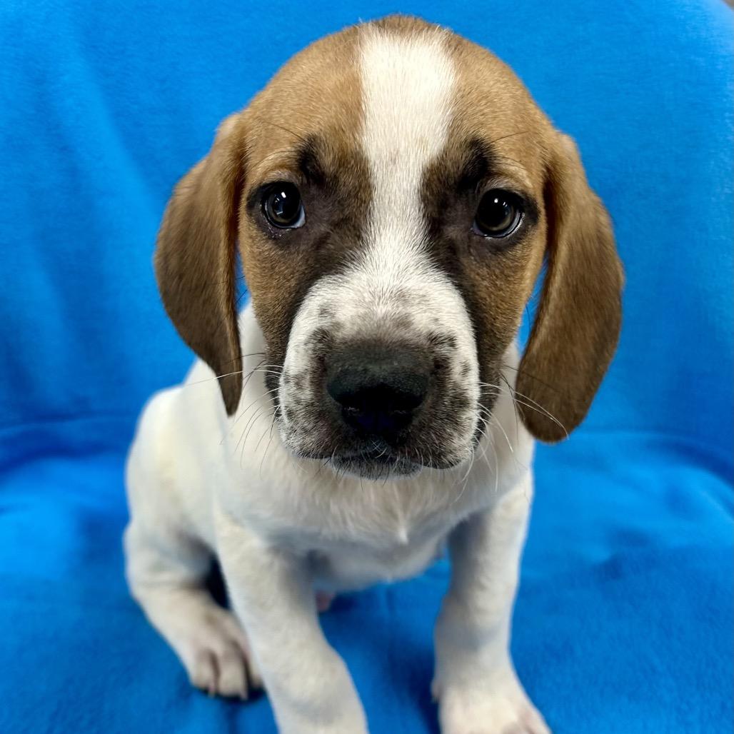 Enlarge Chrome, a Adoptable Labrador Retriever in St Joseph, MO image 1/1