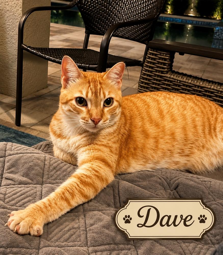 Dave, Adoptable, Adult Male Tabby.