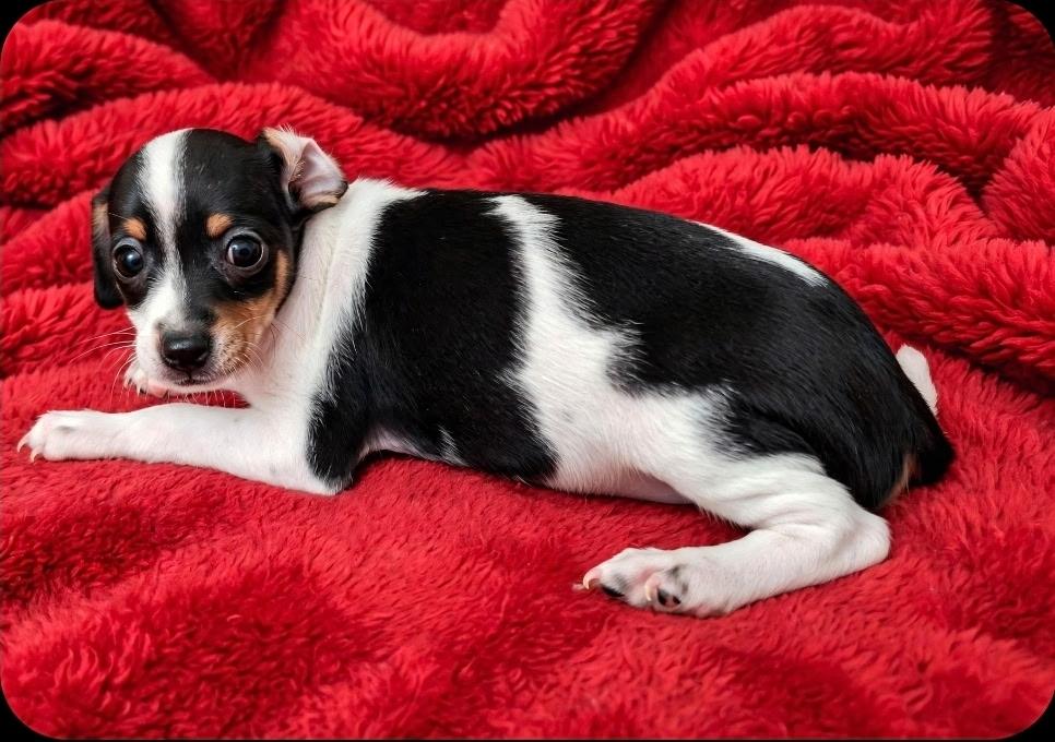 Enlarge Bertha, a Adoptable mixed breed in greenville , MI image 4/6