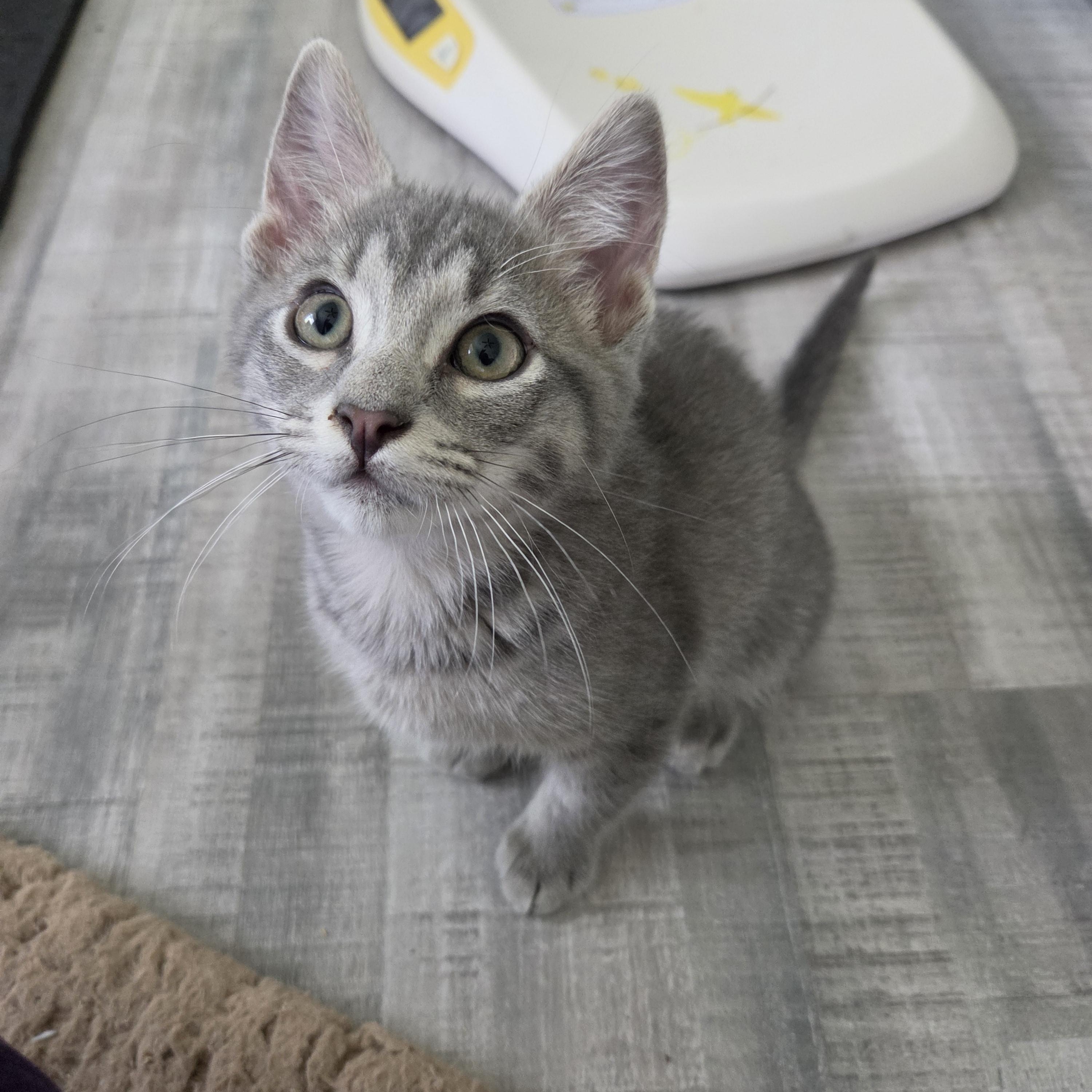 Enlarge Bramble, a Adoptable mixed breed in Fort Oglethorpe, GA image 4/6