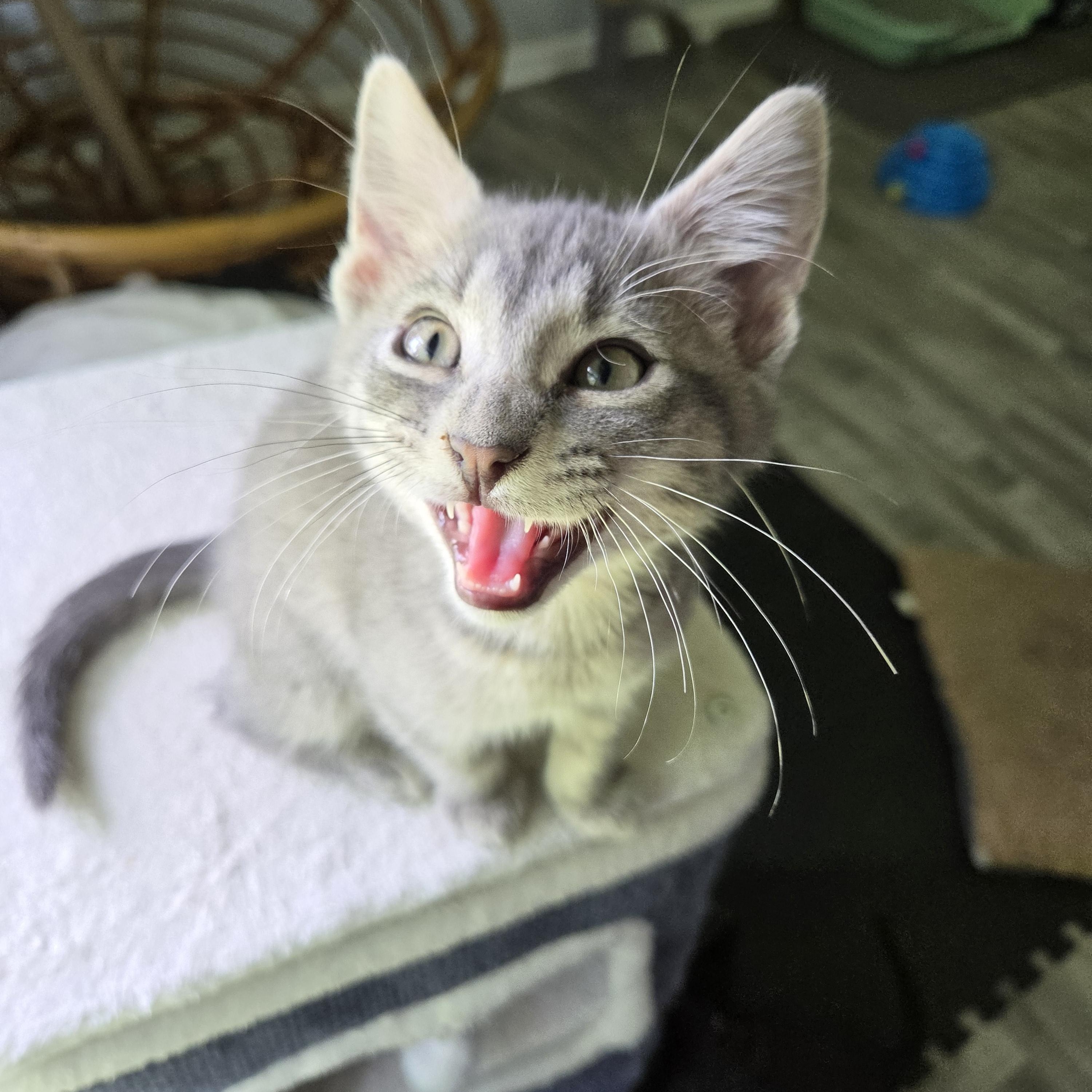 Enlarge Bramble, a Adoptable mixed breed in Fort Oglethorpe, GA image 3/6