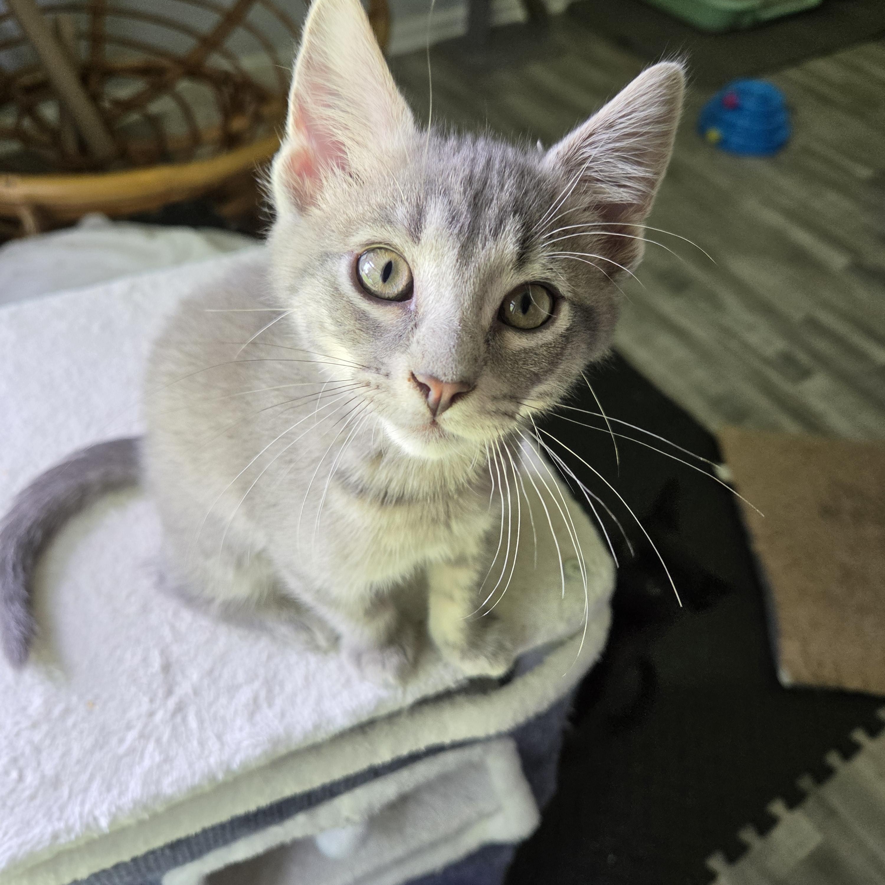 Enlarge Bramble, a Adoptable mixed breed in Fort Oglethorpe, GA image 2/6
