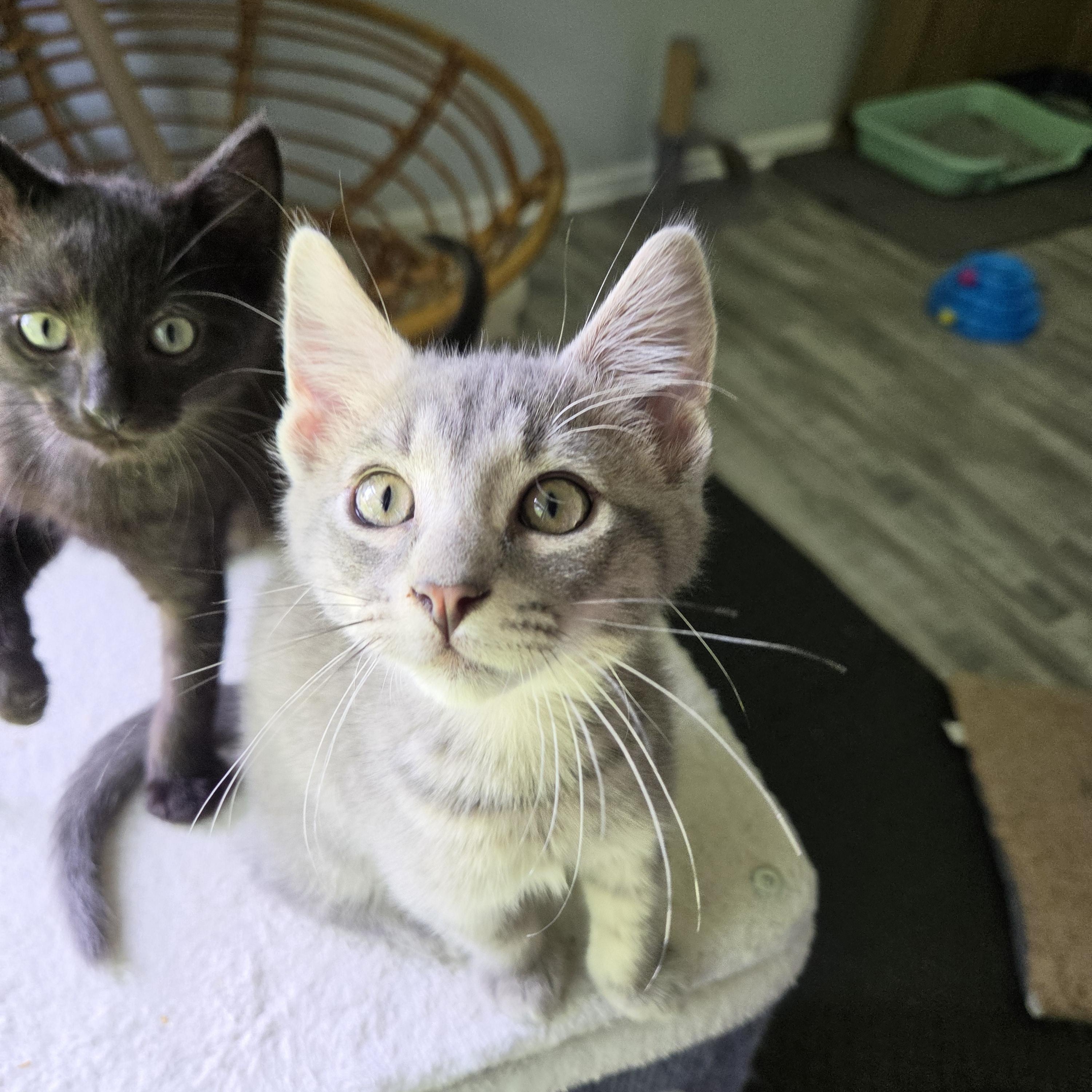 Bramble, Adoptable, Kitten Male Domestic Short Hair & Russian Blue.
