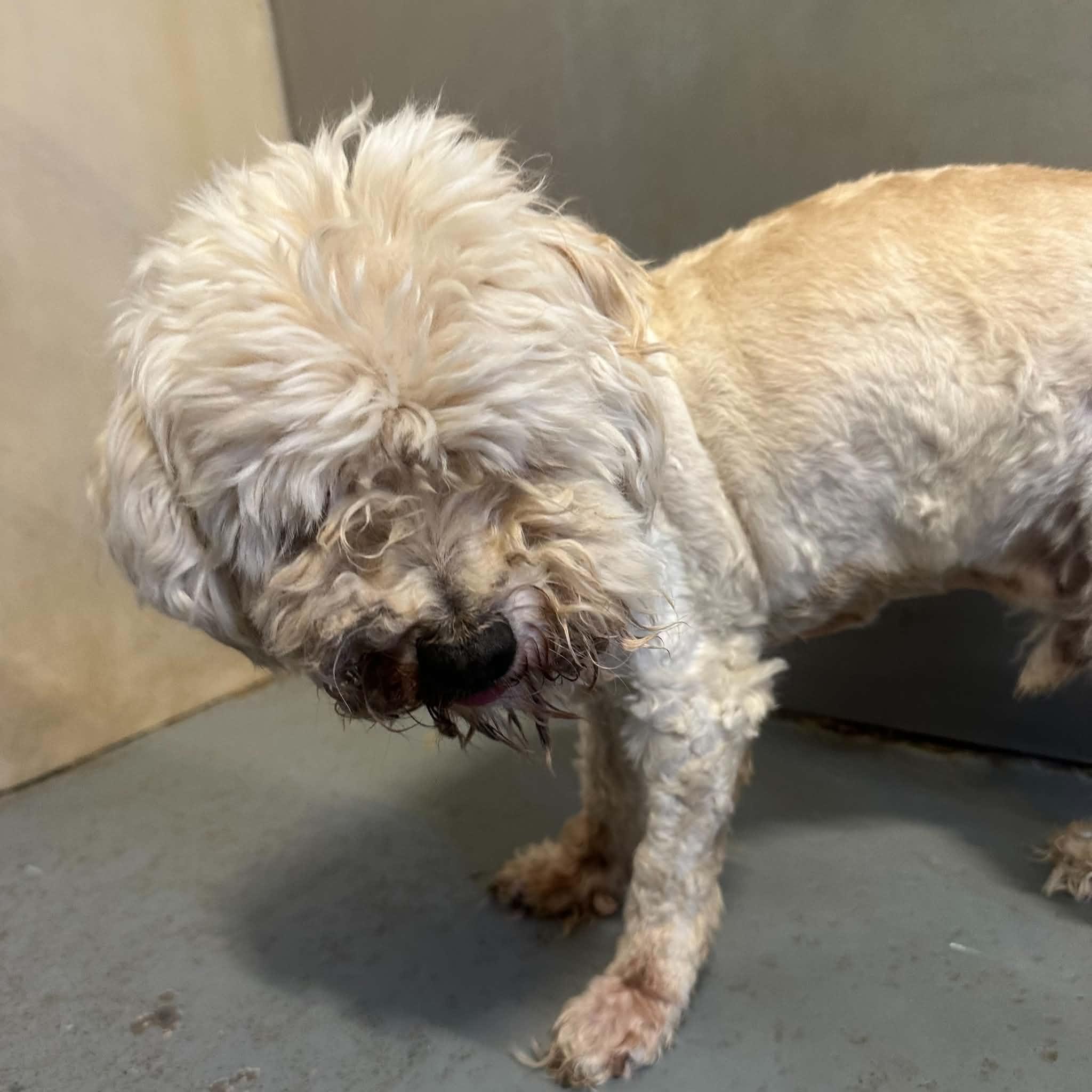 Shaggy, an adopted Mixed Breed in Truth or Consequences , NM image 2/6