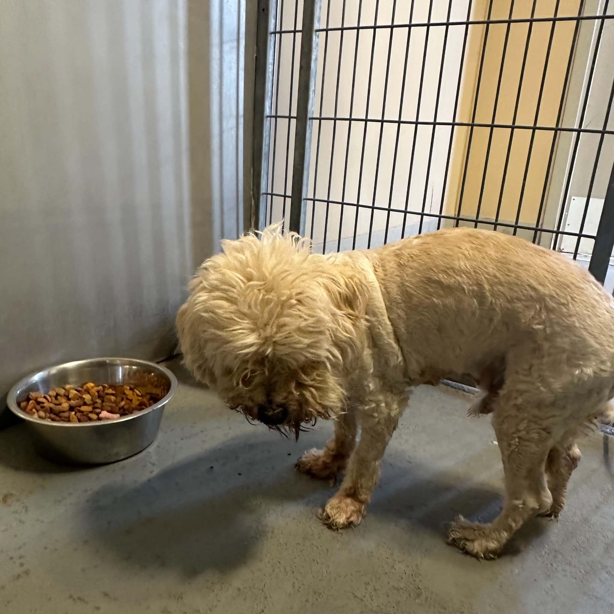 Shaggy, an adopted Mixed Breed in Truth or Consequences , NM image 5/6