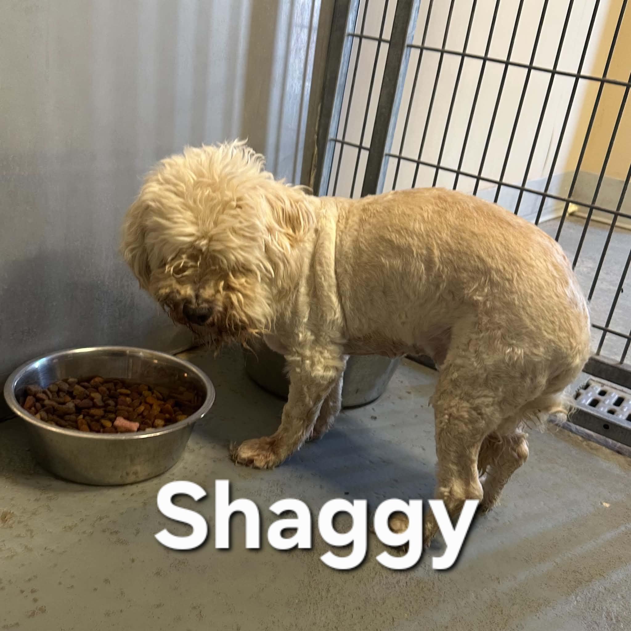 Shaggy, an adopted Mixed Breed in Truth or Consequences , NM image 1/6