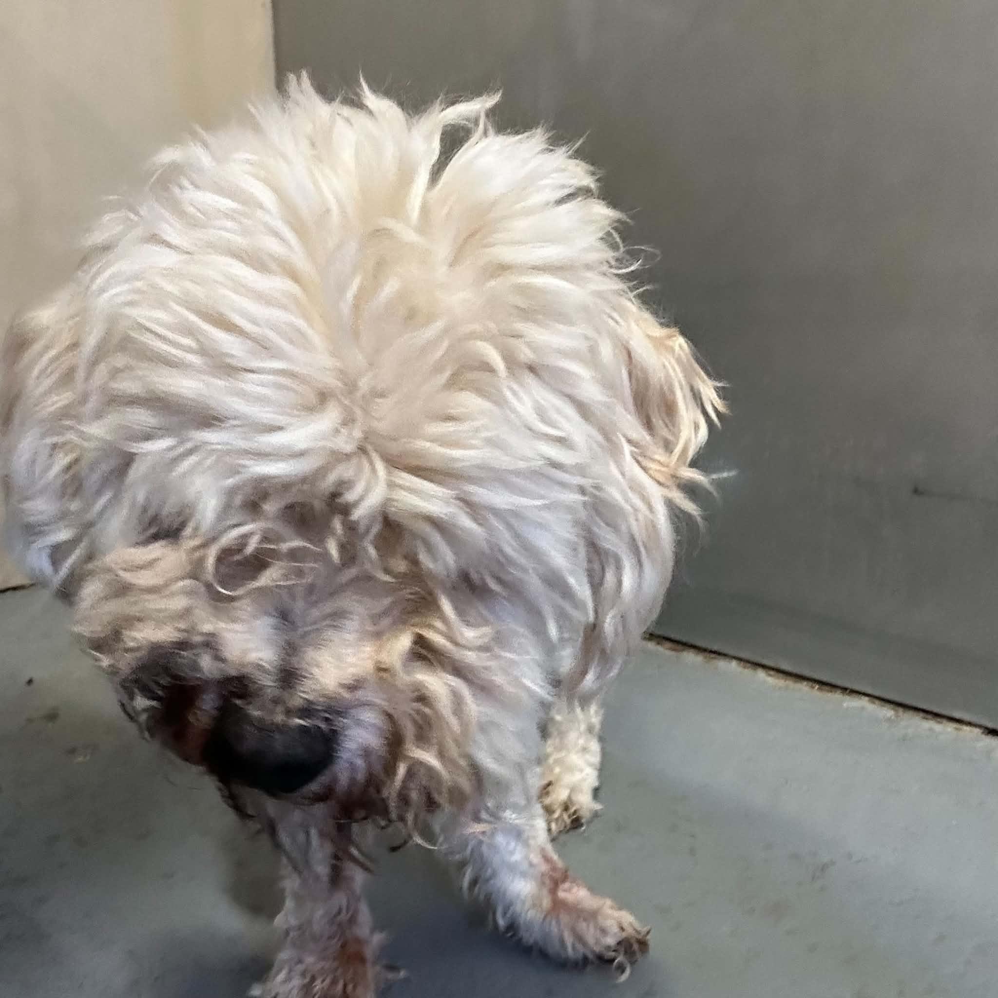 Shaggy, an adopted Mixed Breed in Truth or Consequences , NM image 3/6