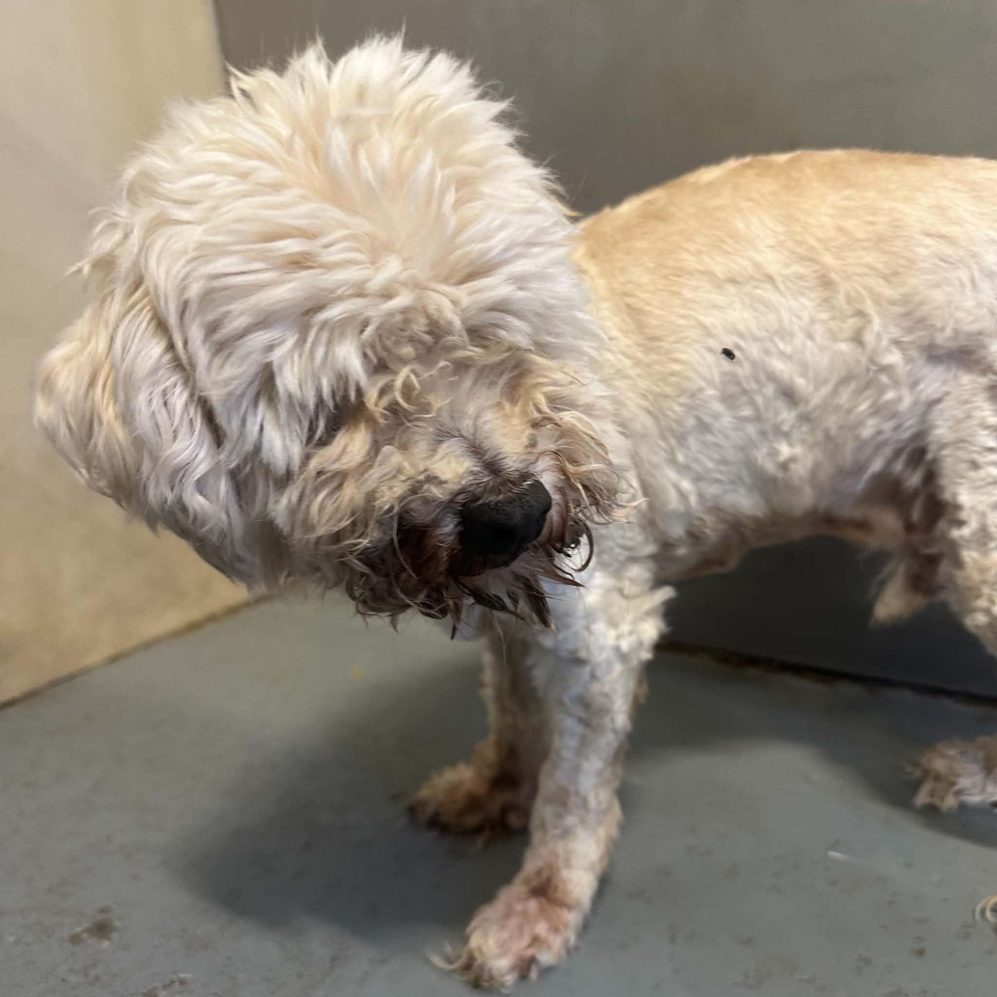 Shaggy, an adopted Mixed Breed in Truth or Consequences , NM image 6/6