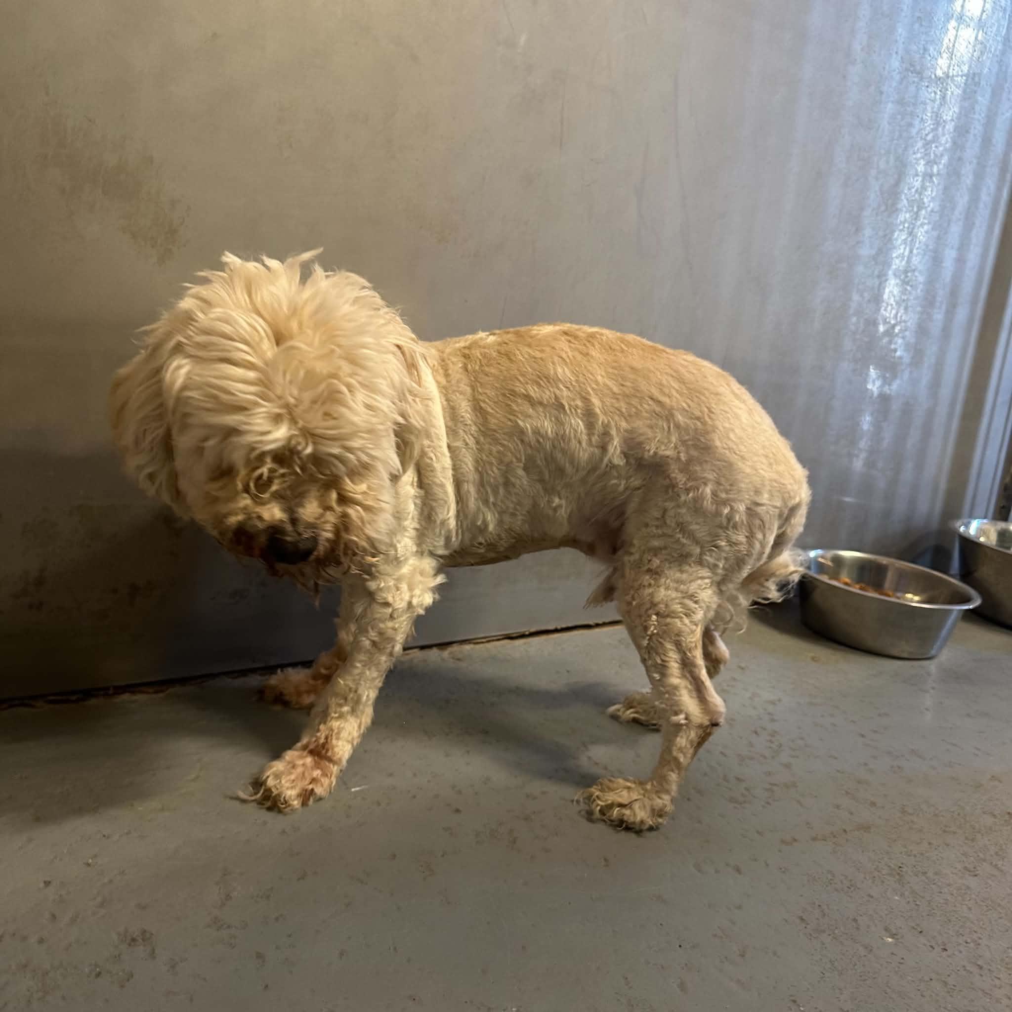 Shaggy, an adopted Mixed Breed in Truth or Consequences , NM image 4/6