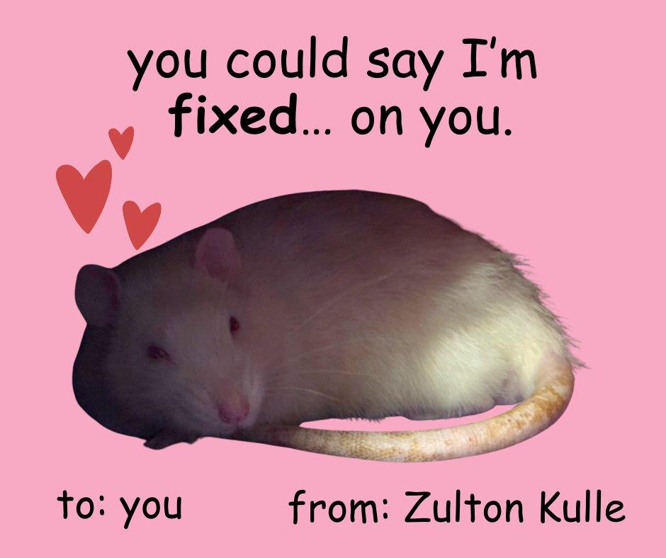 Enlarge Zulton Kulle, a ADOPTABLE Rat in Scottsville, VA image 2/2