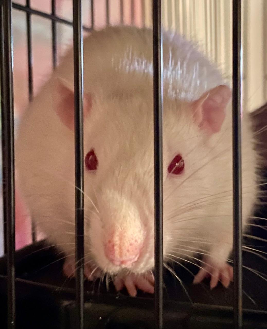 Zulton Kulle, ADOPTABLE, Adult Male Rat.