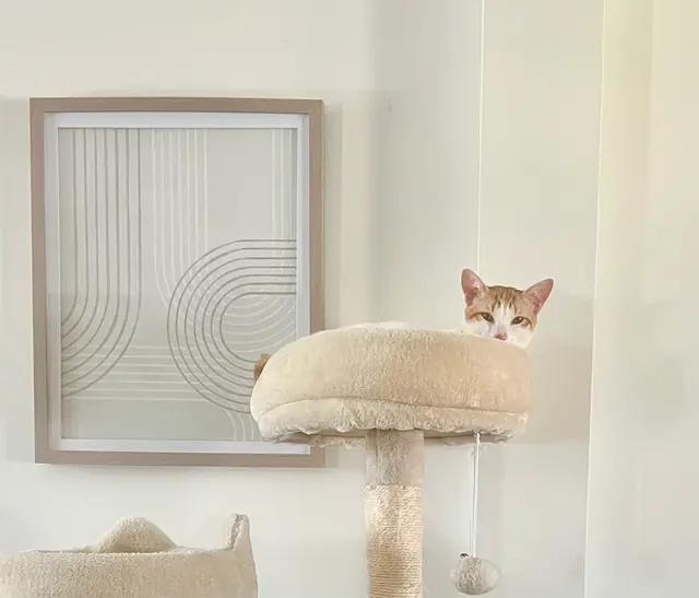 Ginger, Adoptable, Adult Male Domestic Short Hair.