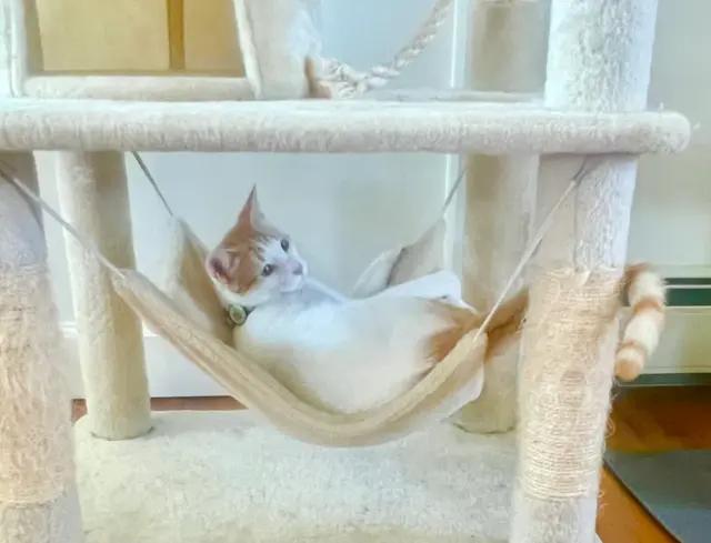 Enlarge Ginger, a Adoptable Domestic Short Hair in North Babylon, NY image 2/4