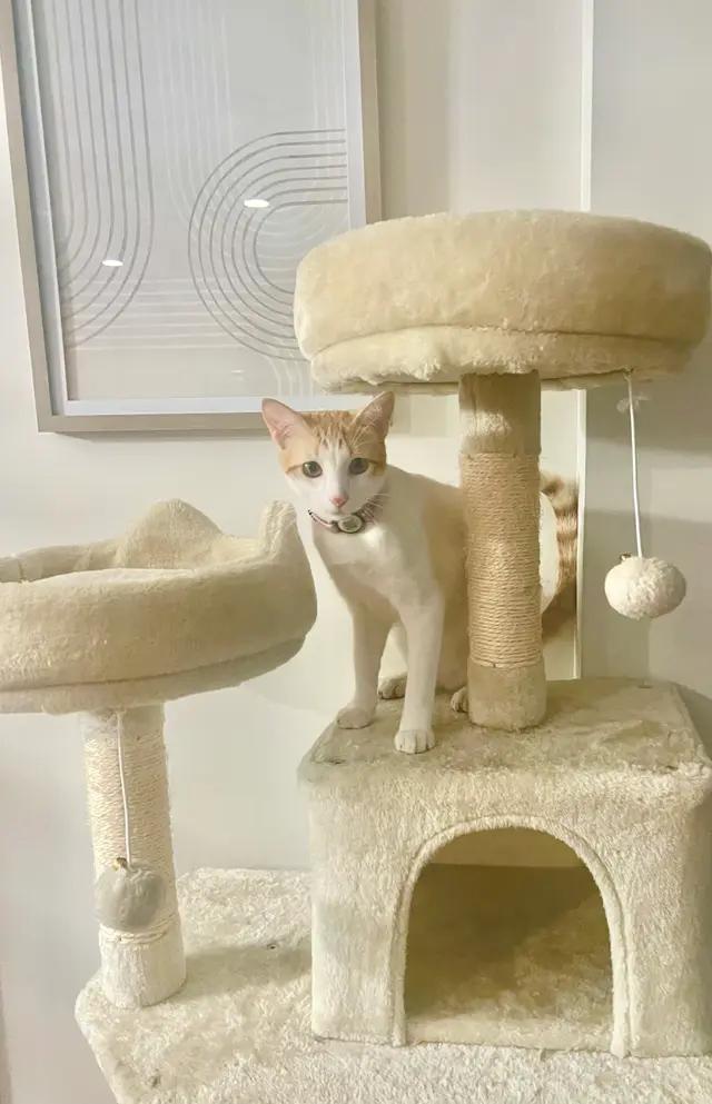 Enlarge Ginger, a Adoptable Domestic Short Hair in North Babylon, NY image 3/4