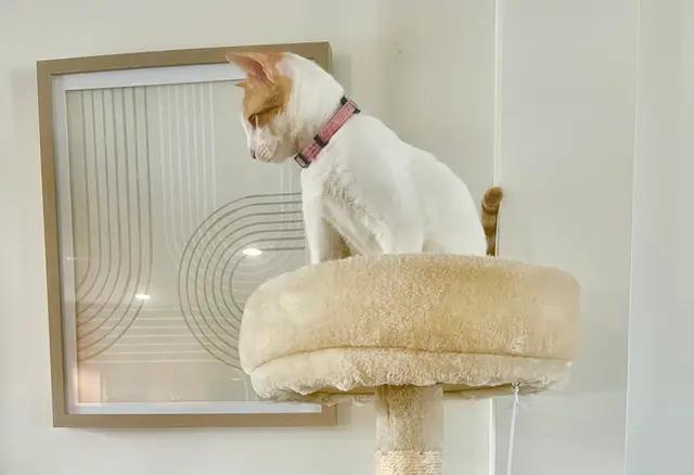 Enlarge Ginger, a Adoptable Domestic Short Hair in North Babylon, NY image 4/4