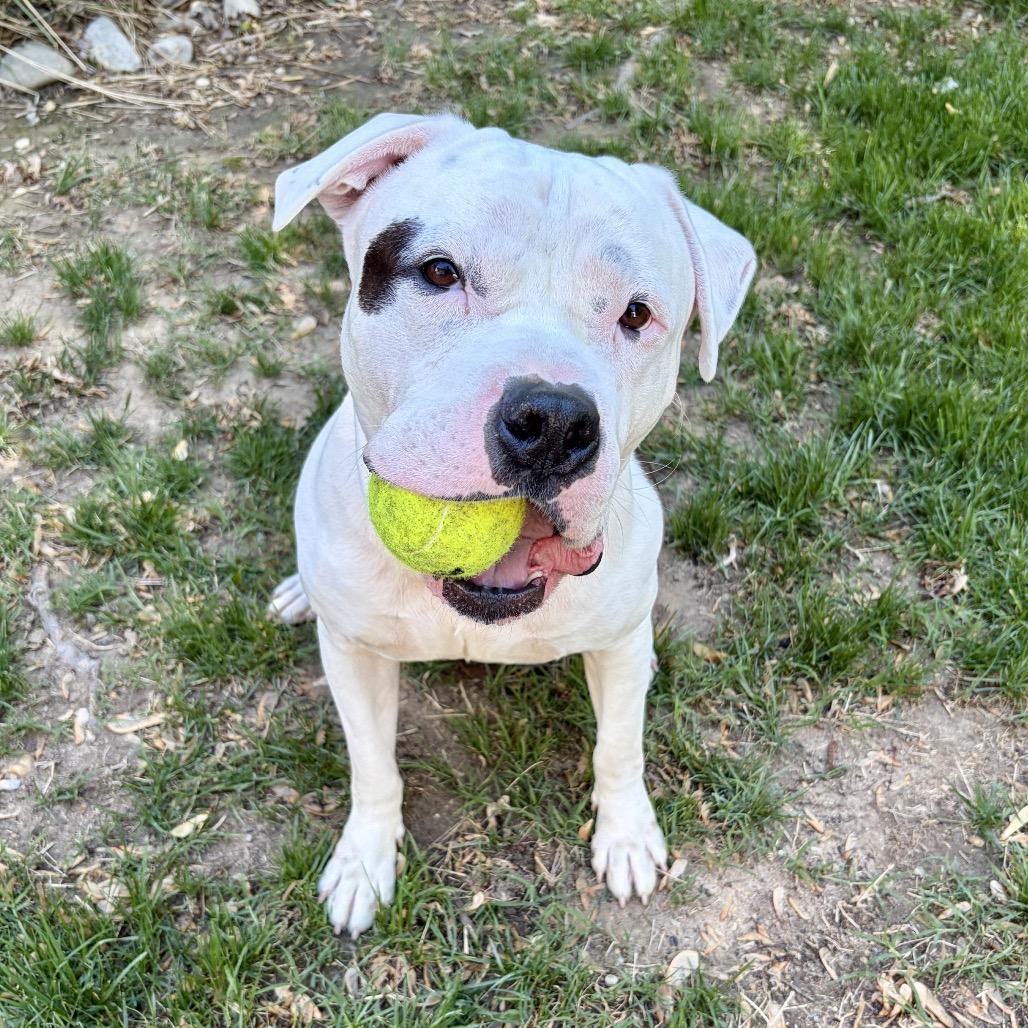 Aspen, ADOPTABLE, Adult Male Pit Bull Terrier & Mixed Breed.