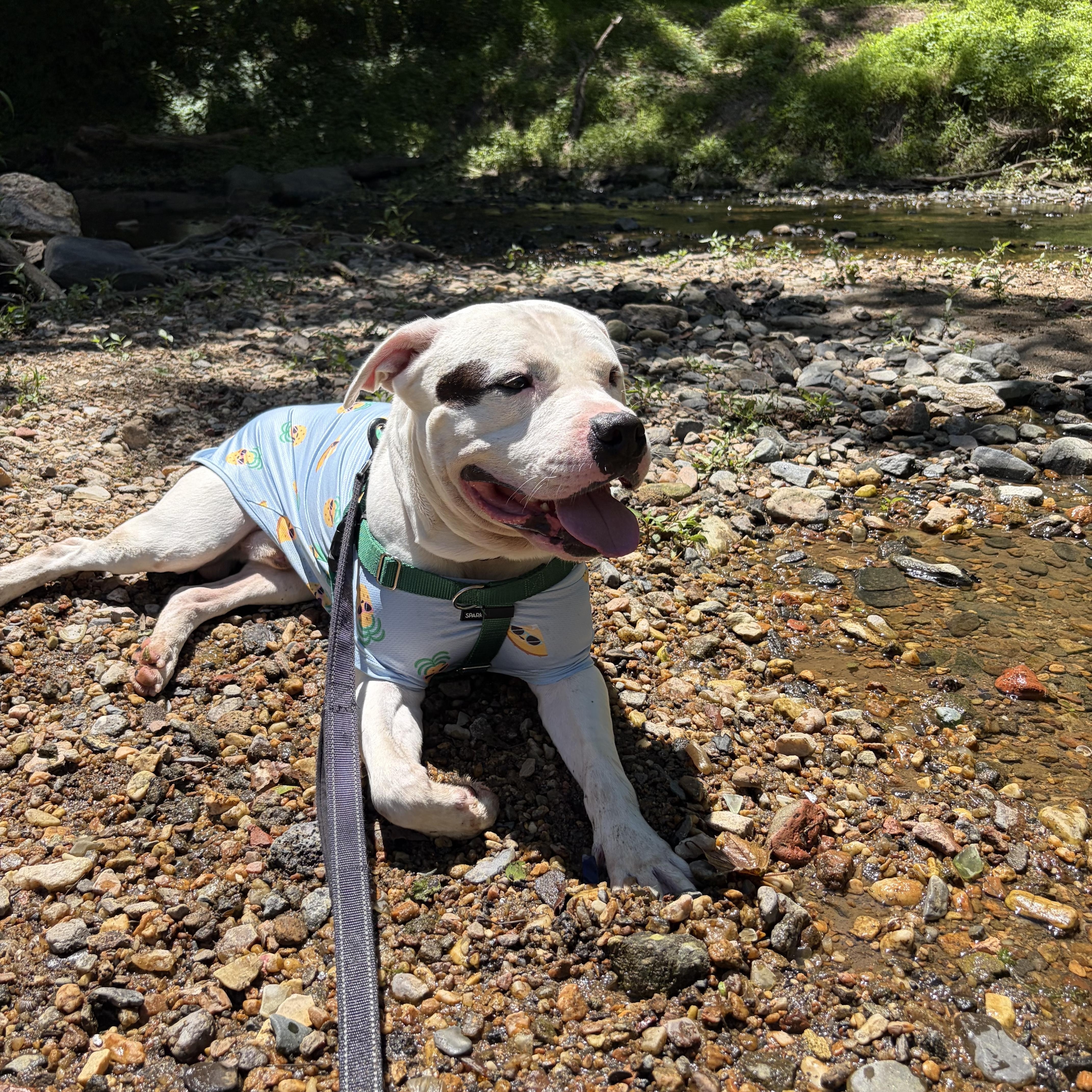 Enlarge Aspen, a ADOPTABLE mixed breed in Columbia, MD image 6/6