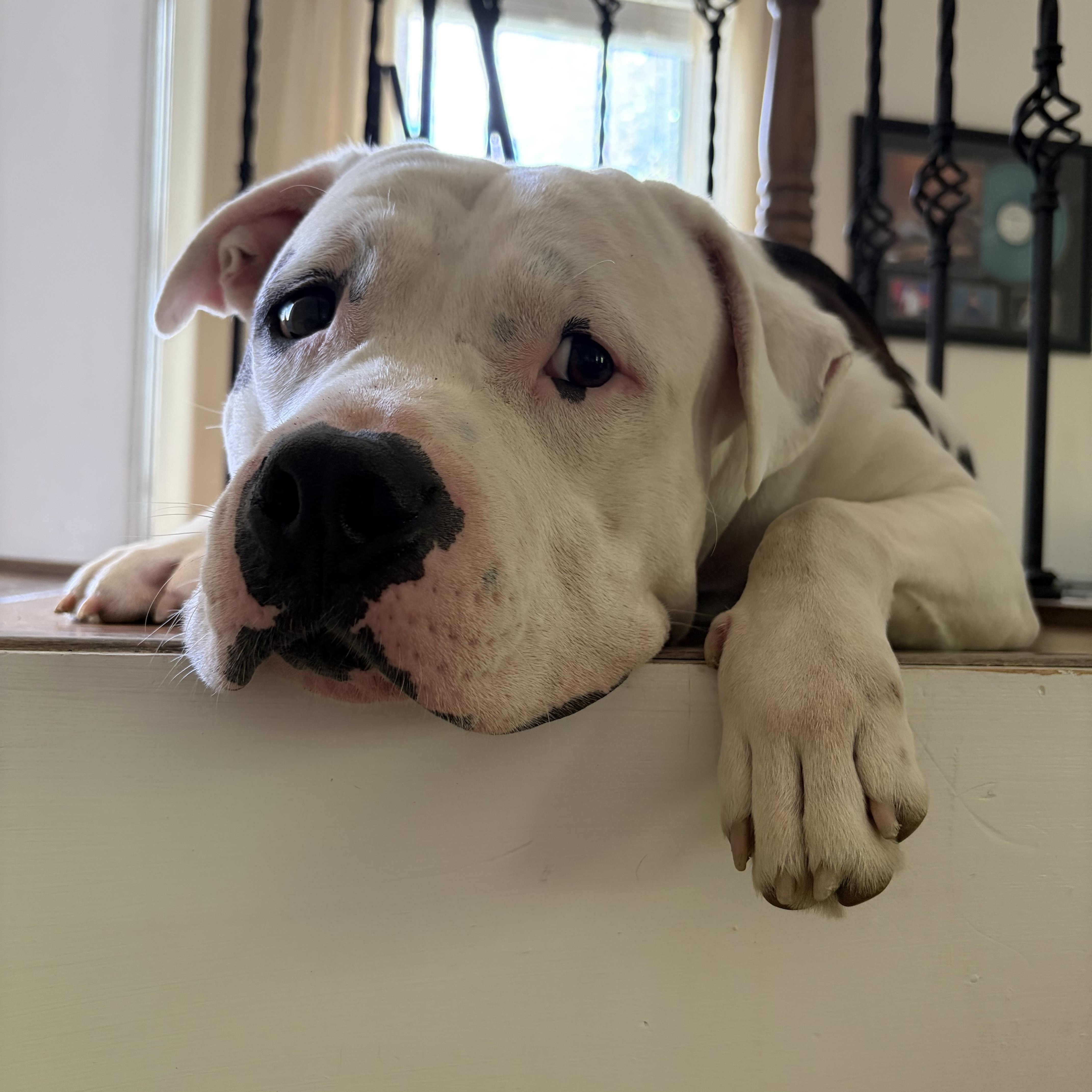 Enlarge Aspen, a ADOPTABLE mixed breed in Columbia, MD image 2/6