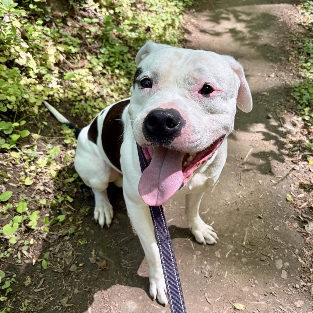 Enlarge Aspen, a ADOPTABLE mixed breed in Columbia, MD image 3/6